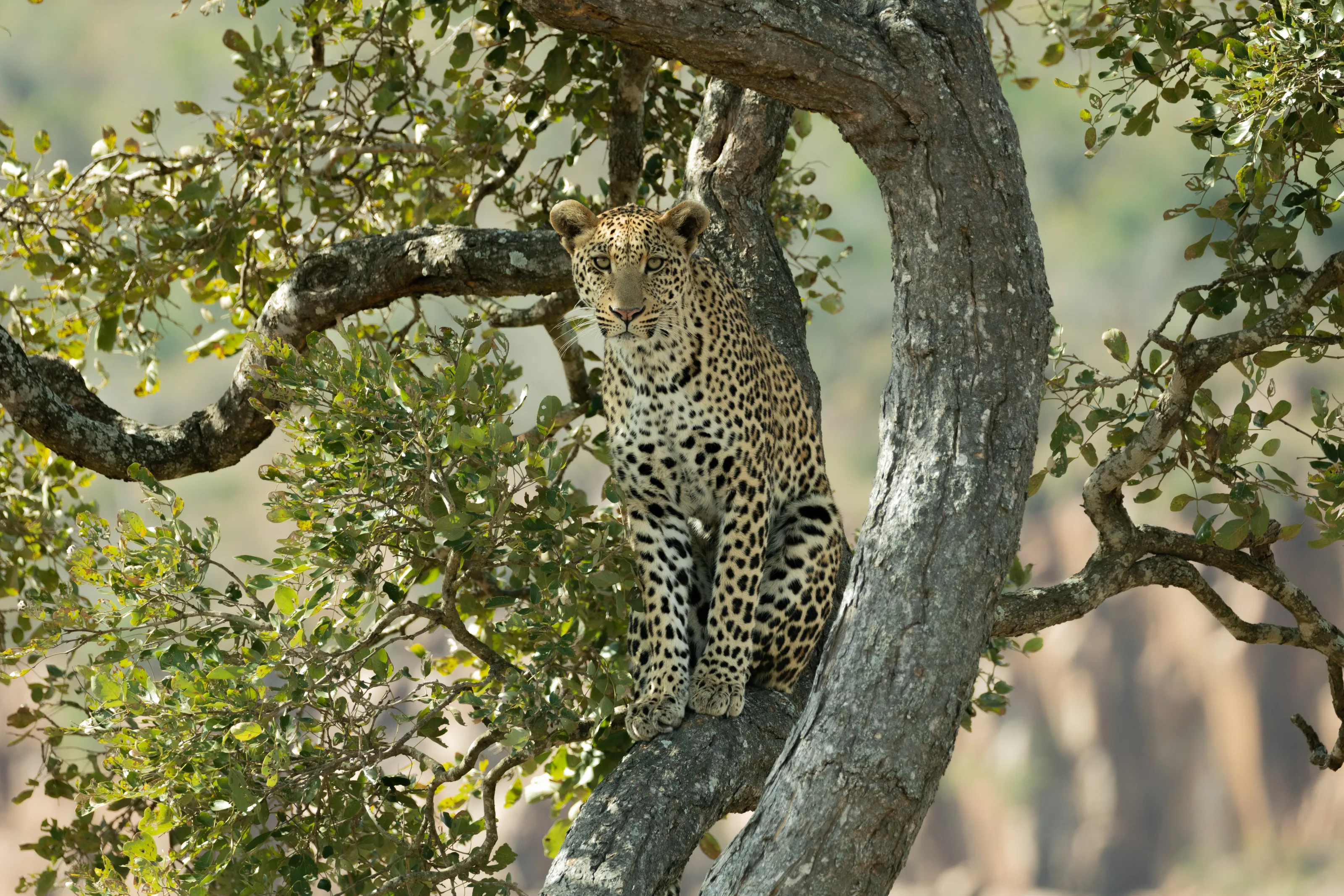 Leopard beauty show off