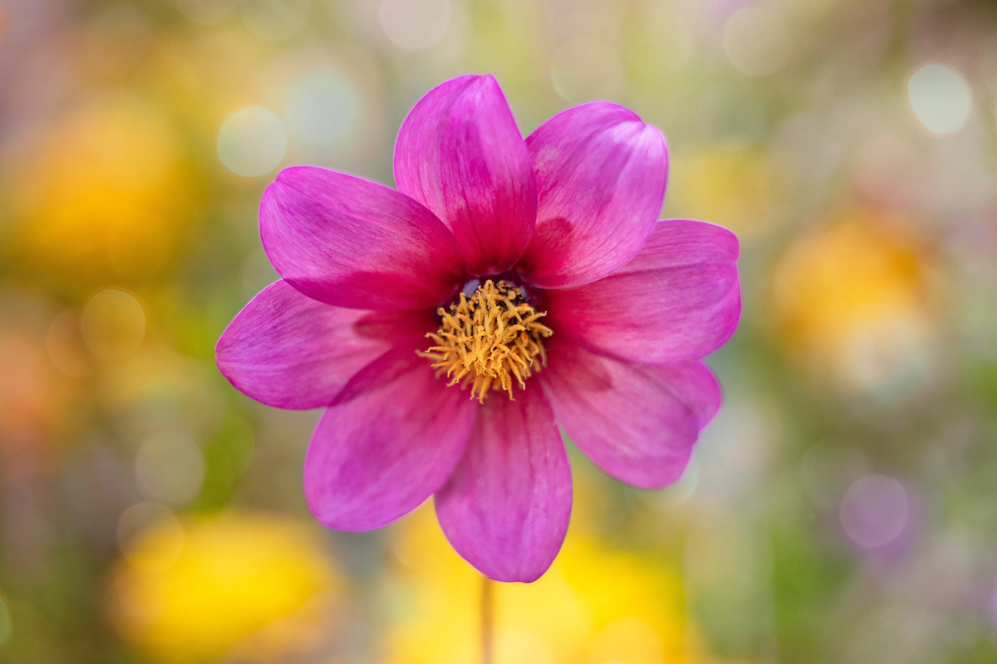 Radiant Bloom