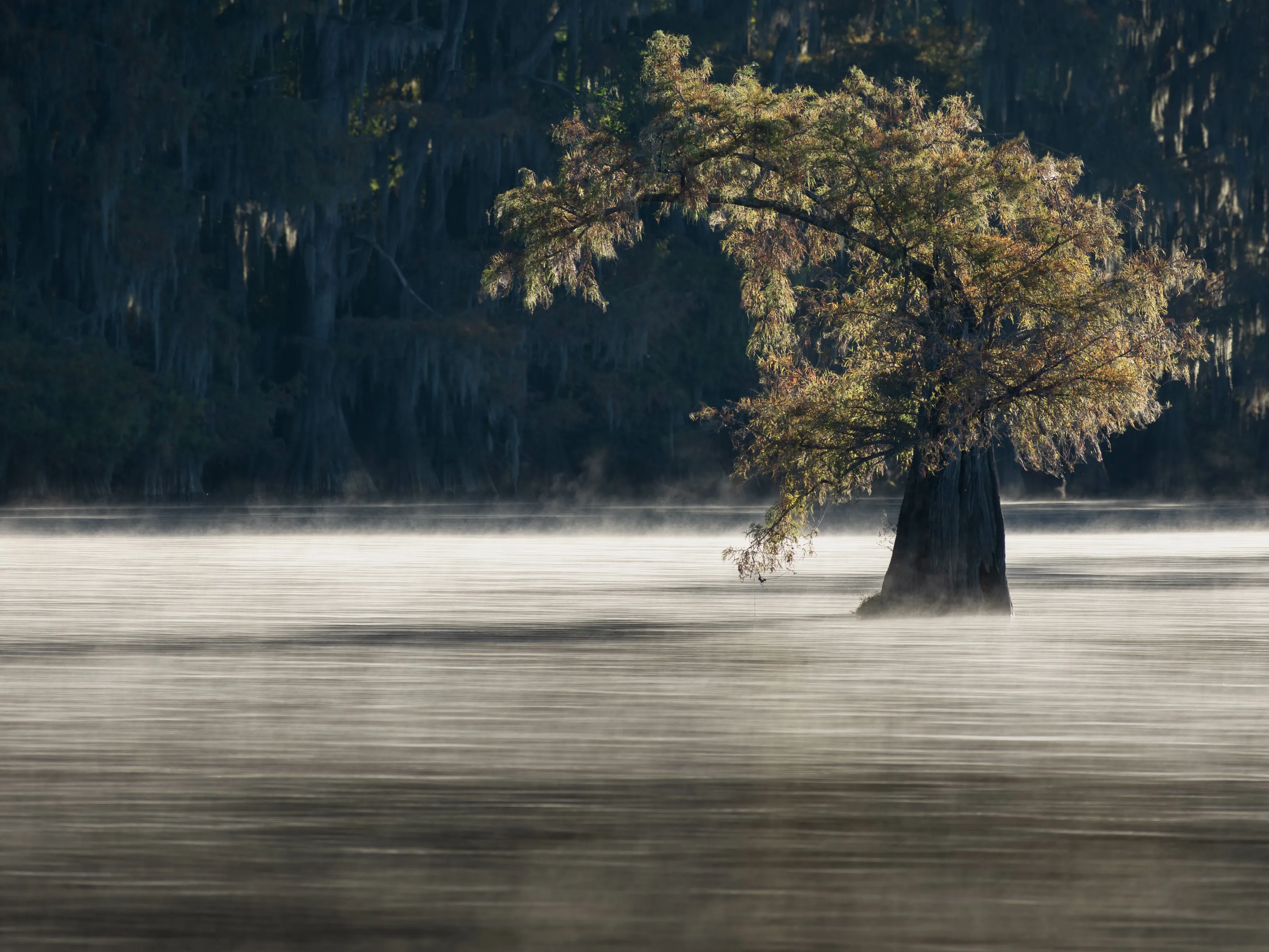 Weeping Cypress