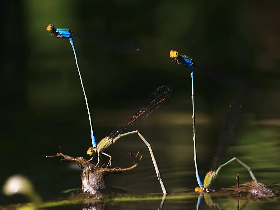 Double tandem