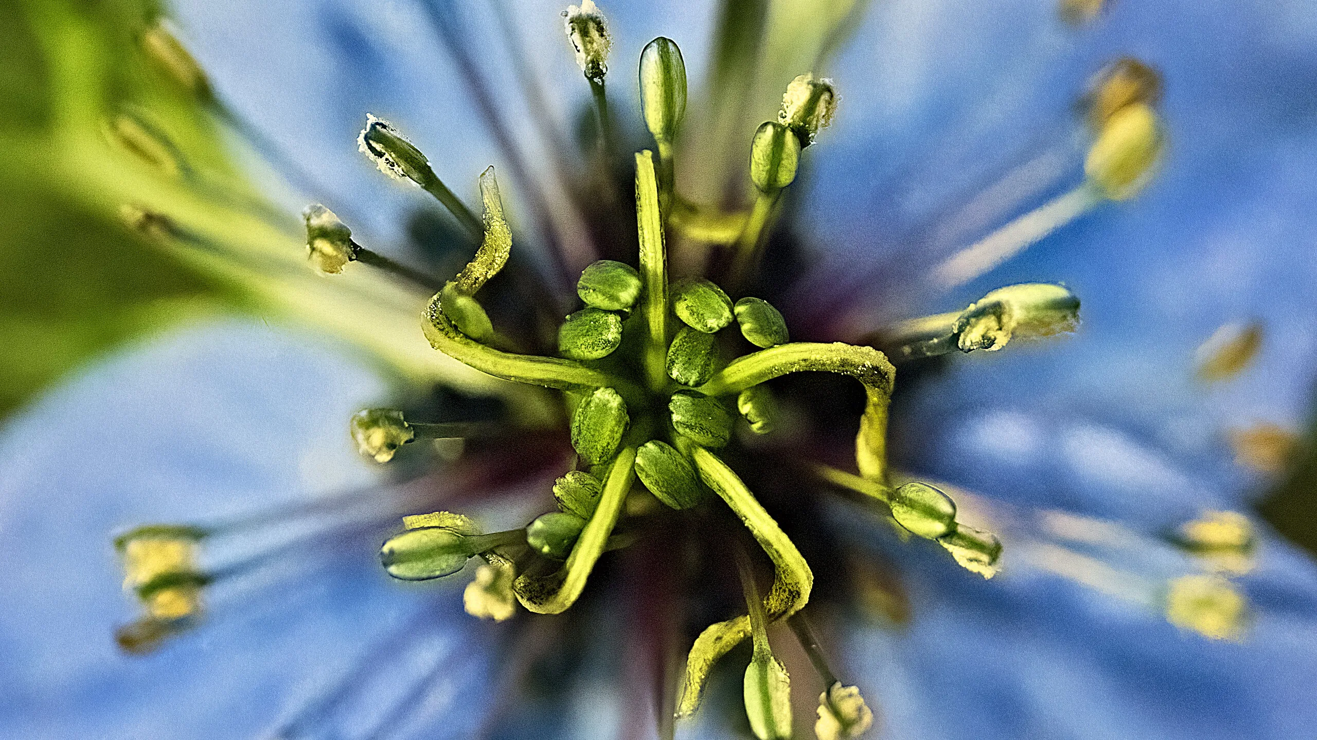 sunwheel styled flower bud or seedheads