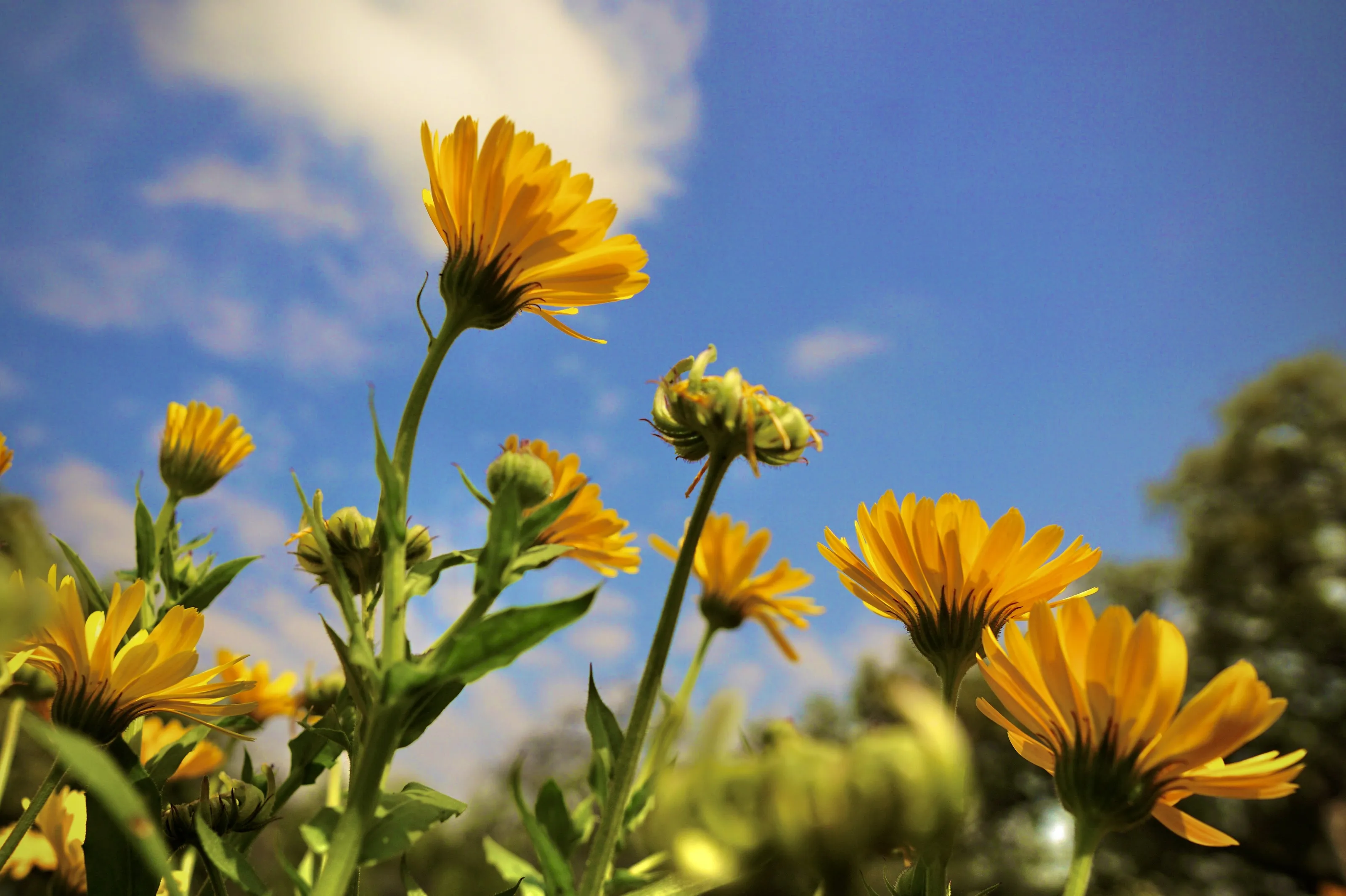 Golden Blooms Under a Clear Sky