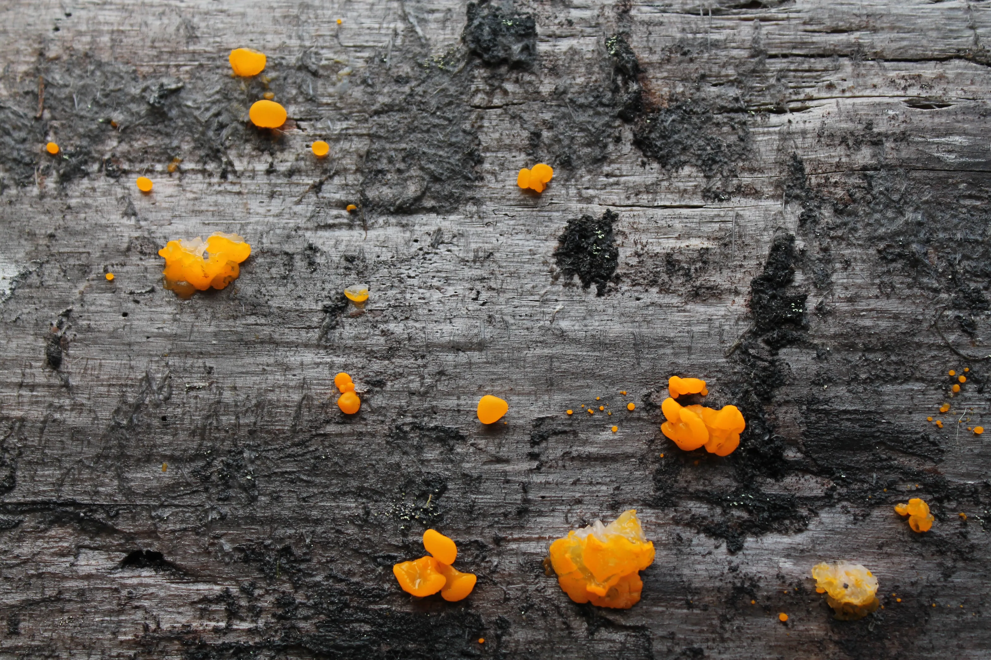Orange Jelly Spot in the rainforest