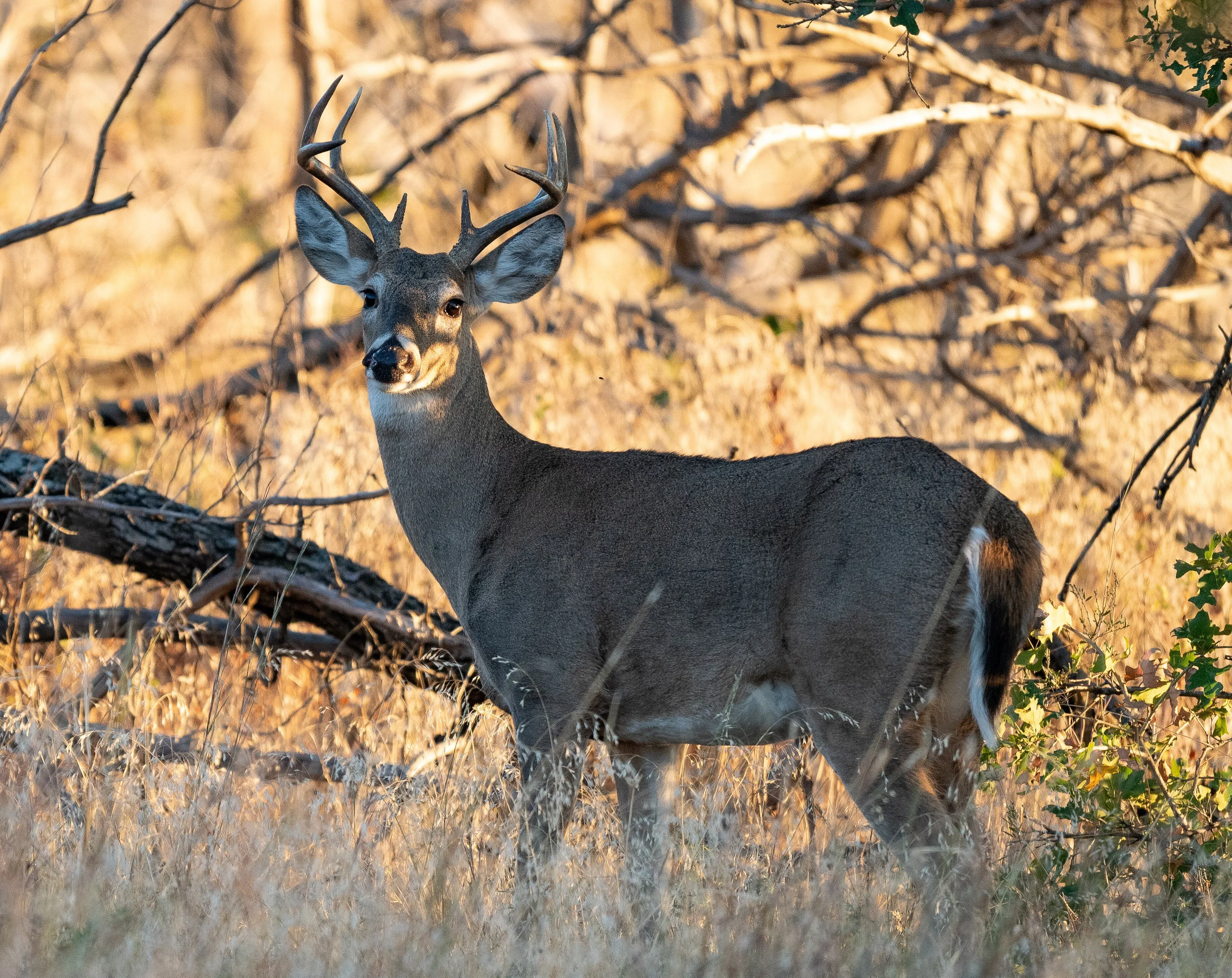 light within the buck