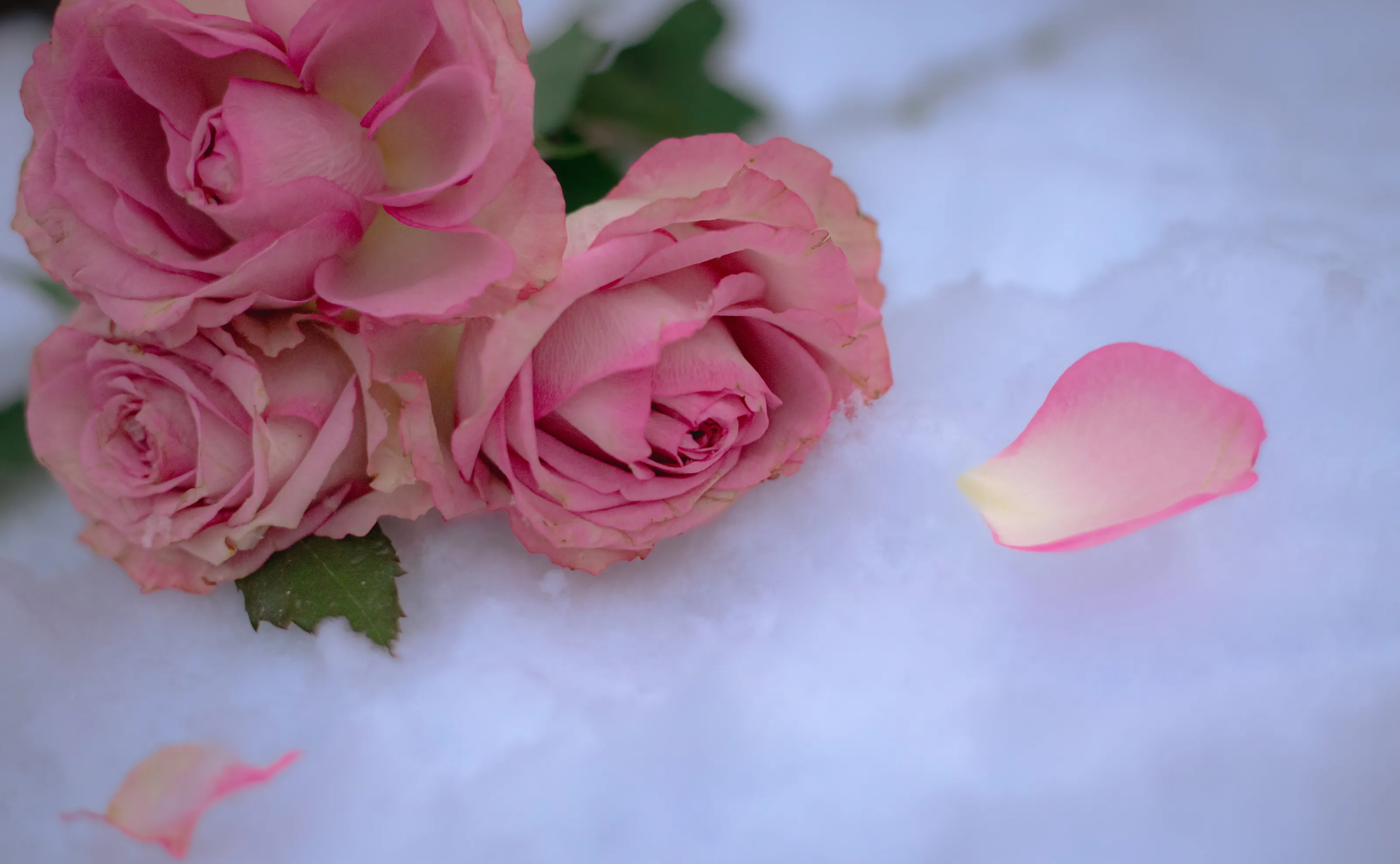 Winter Roses