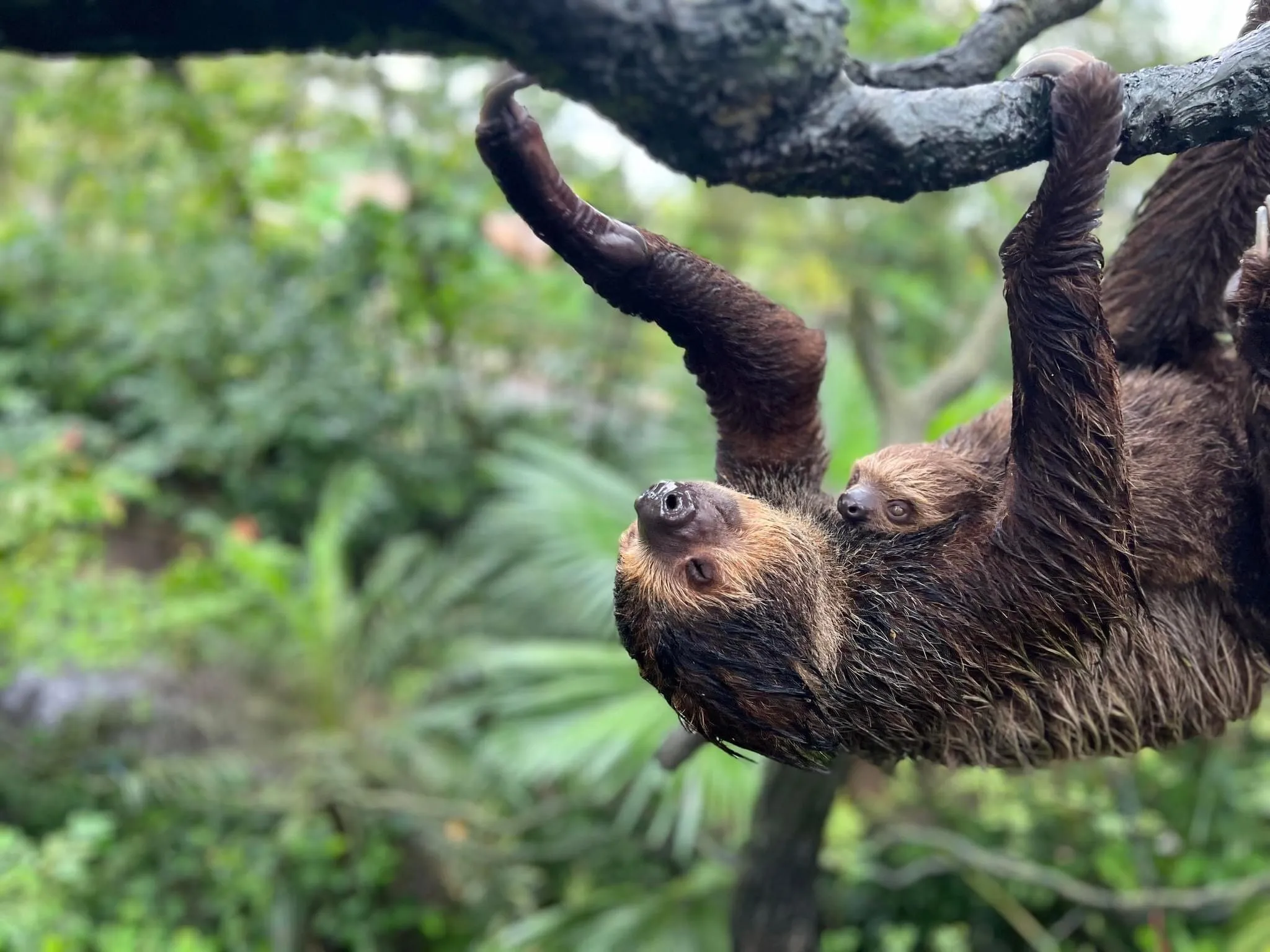 Hanging Out, Sloth Style