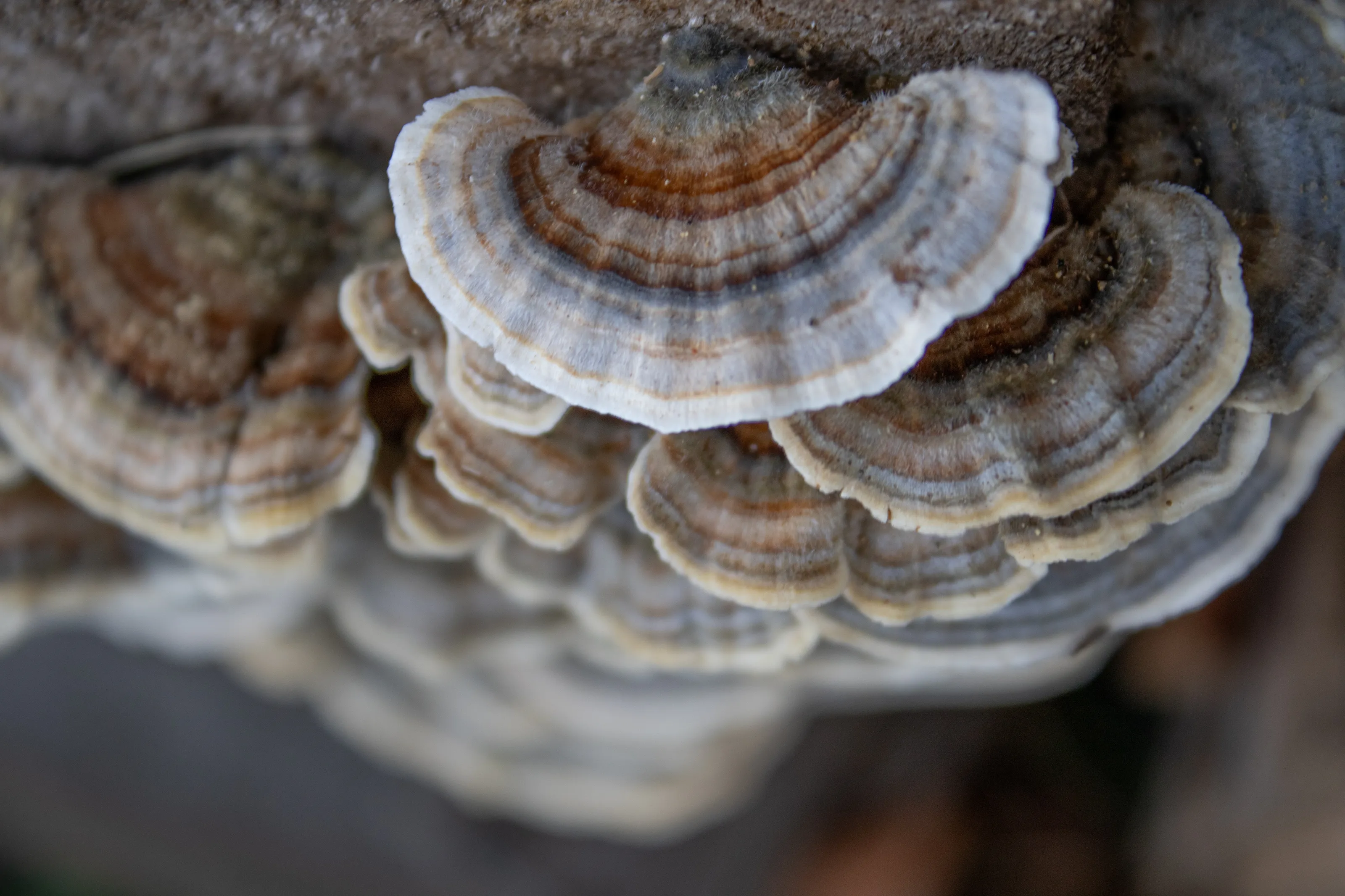 Fairy ladder