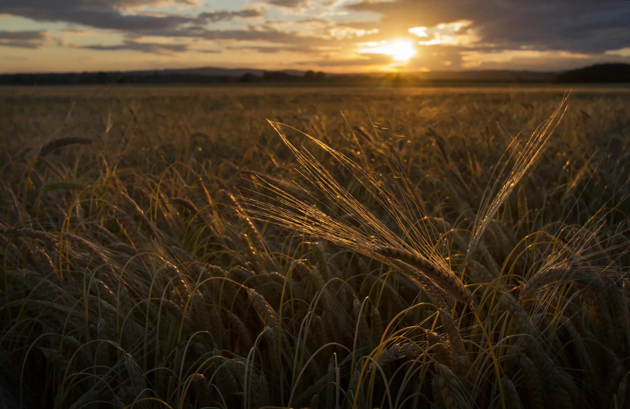 Fields of Barley