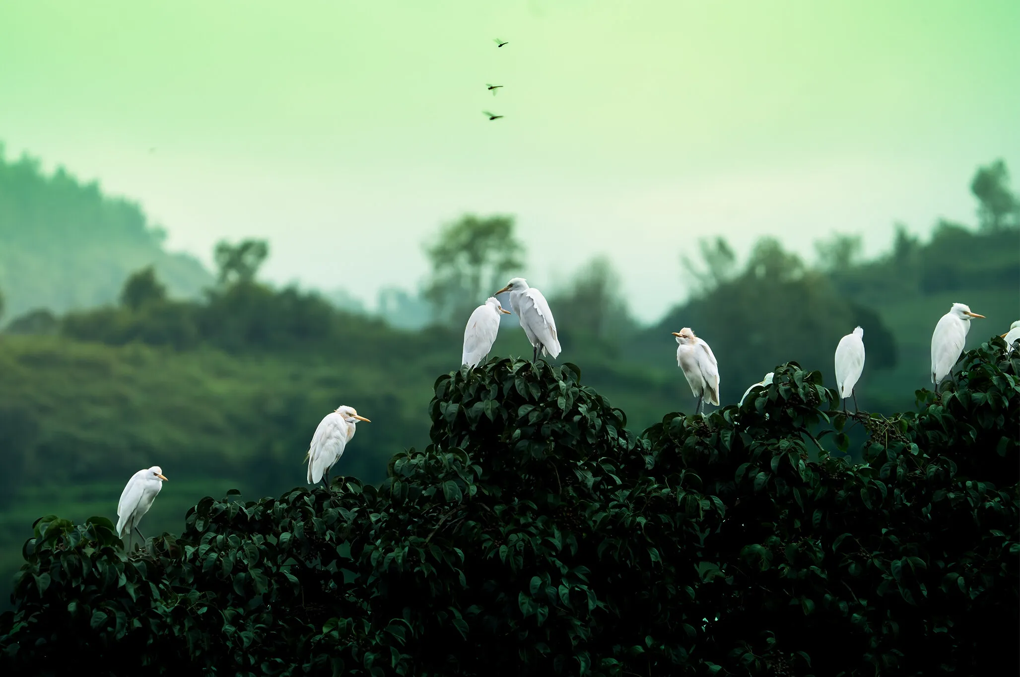egrets and dragonflies
