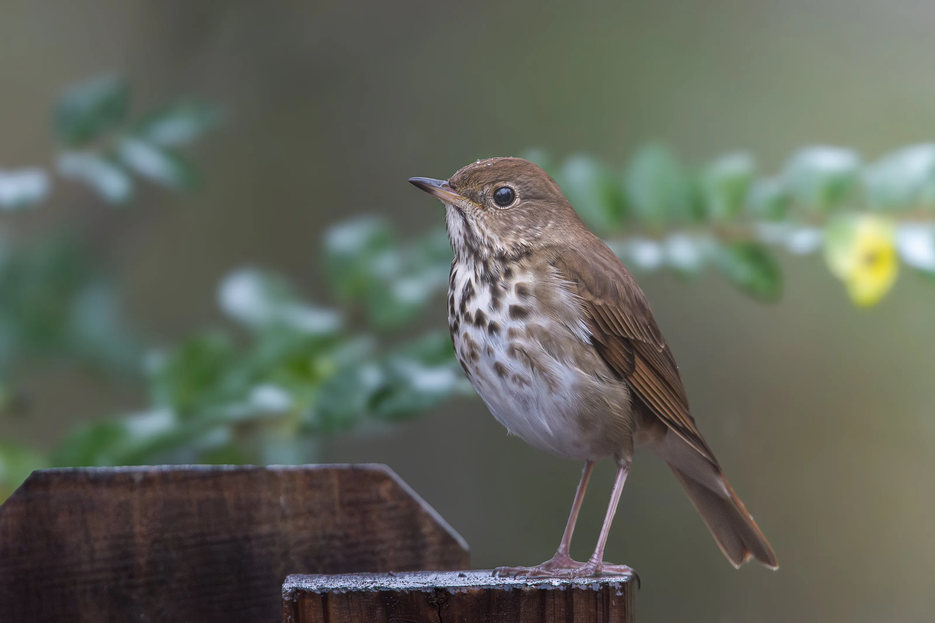 Hermit Thrush HETH
