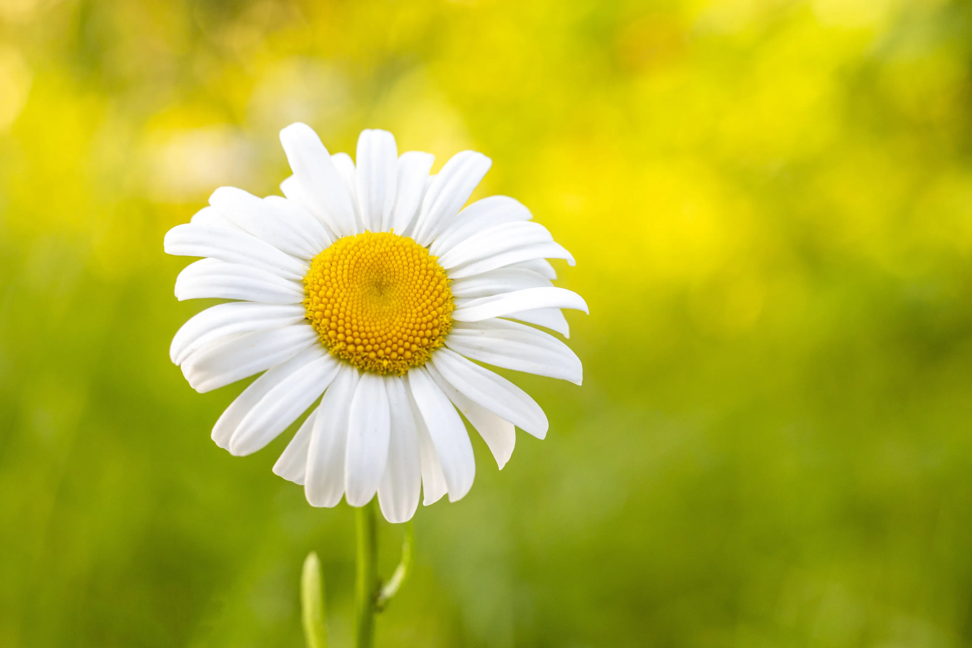 Daisy
