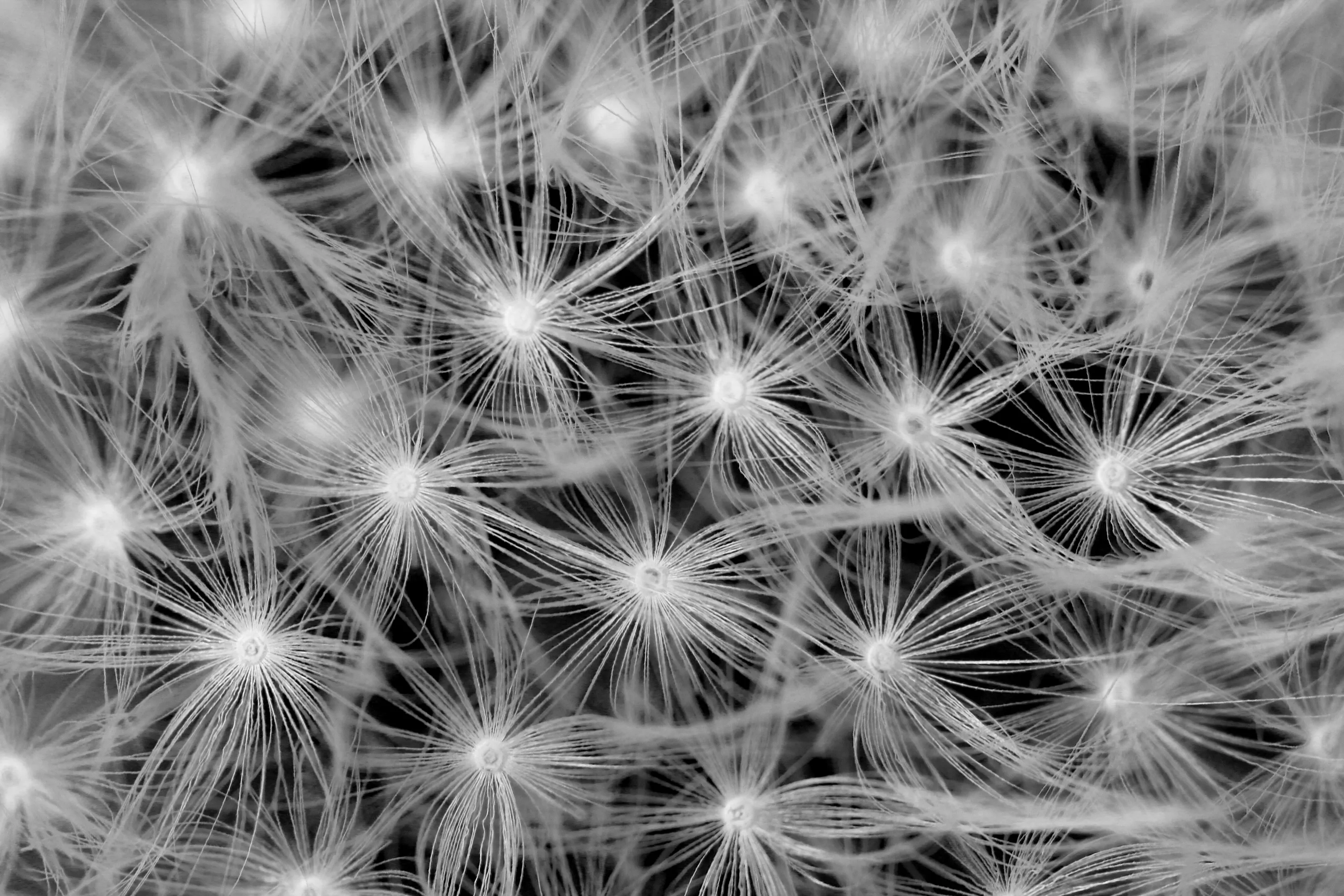 Dandelion Flutter