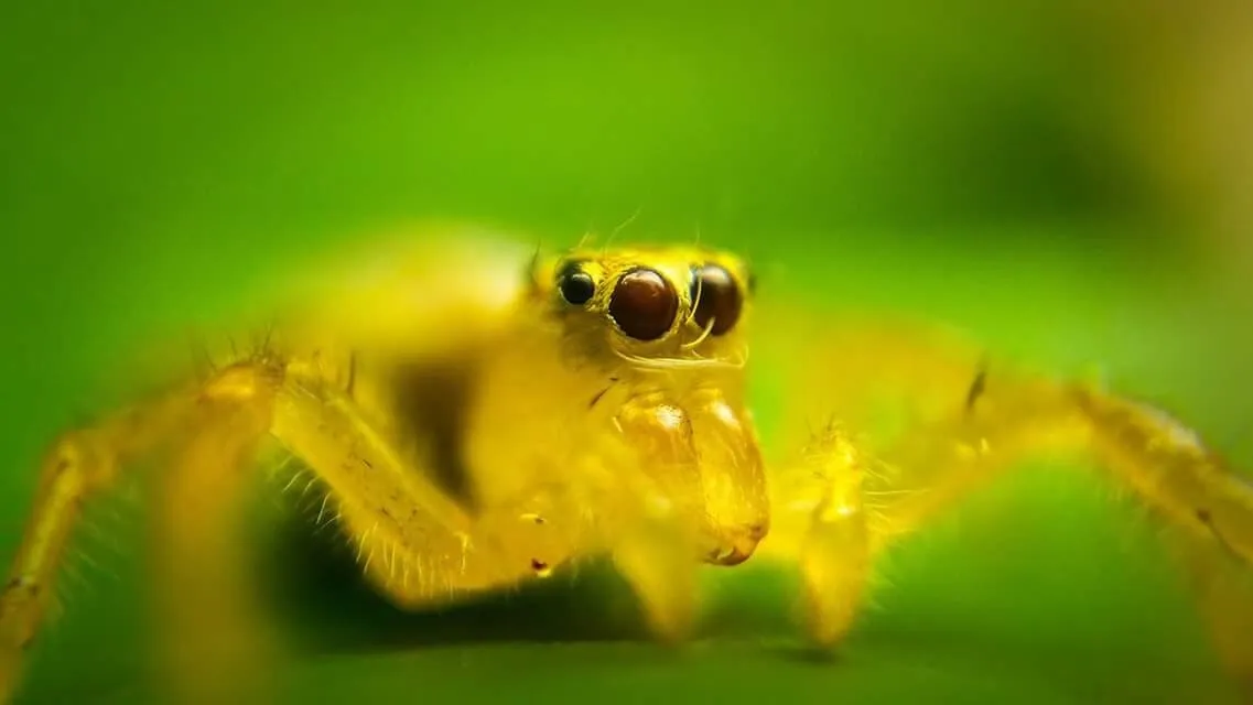 spider