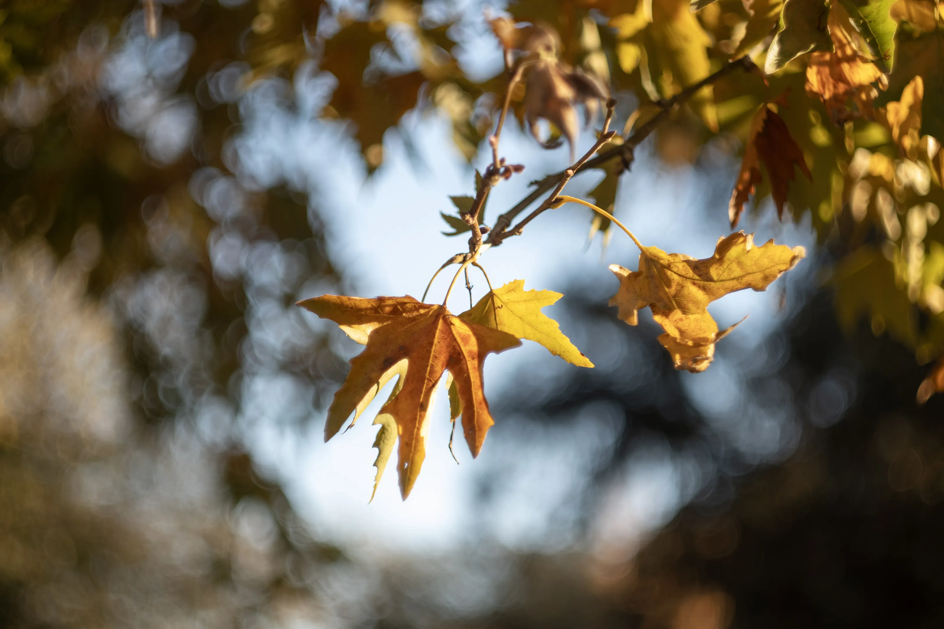 Nature in autumn