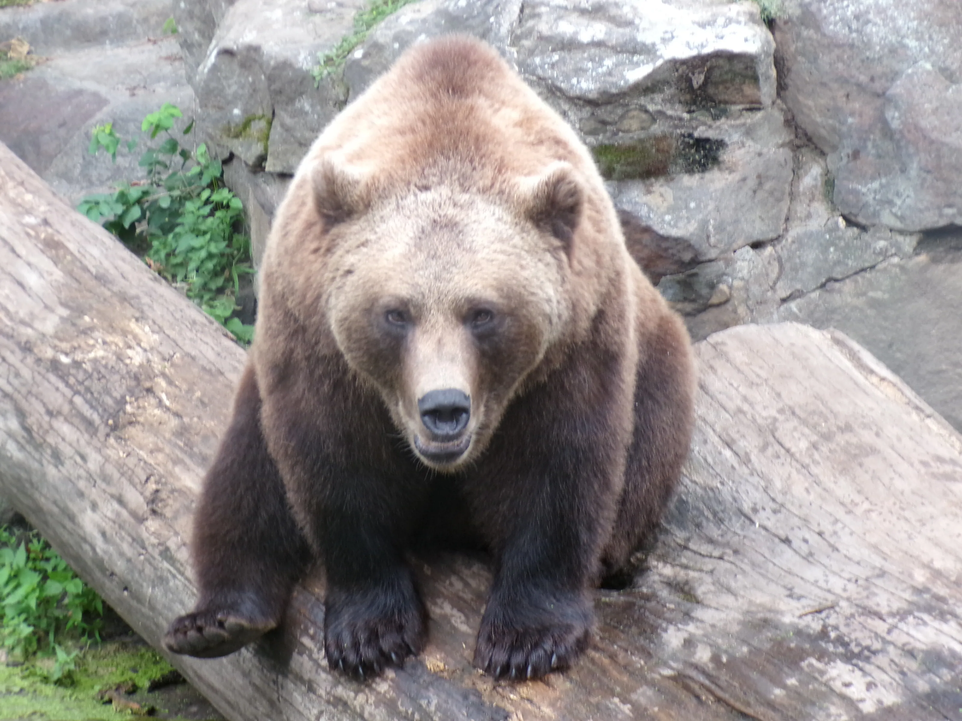 Mr bear