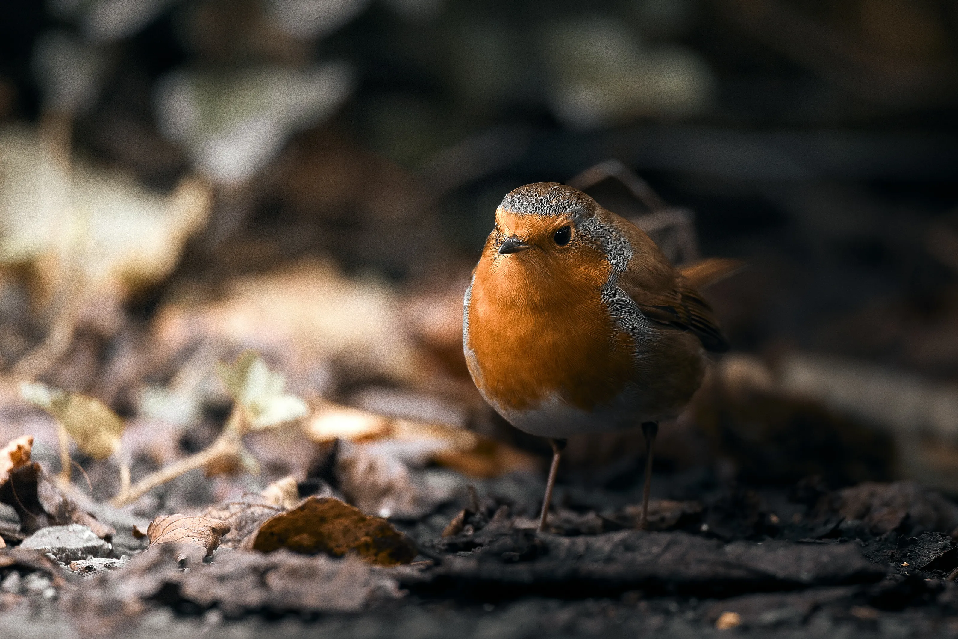 Little Robin
