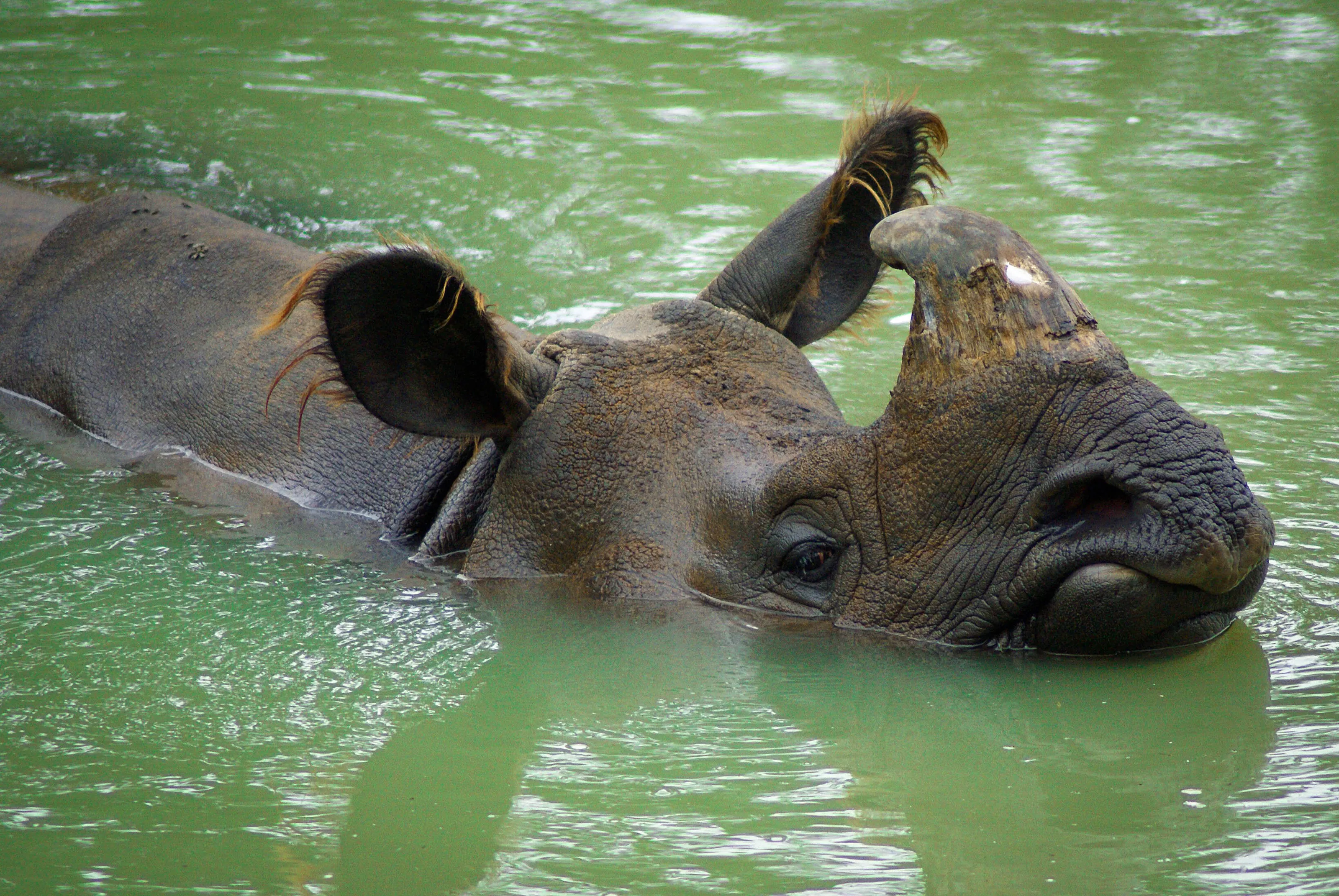 Rhino bathtime