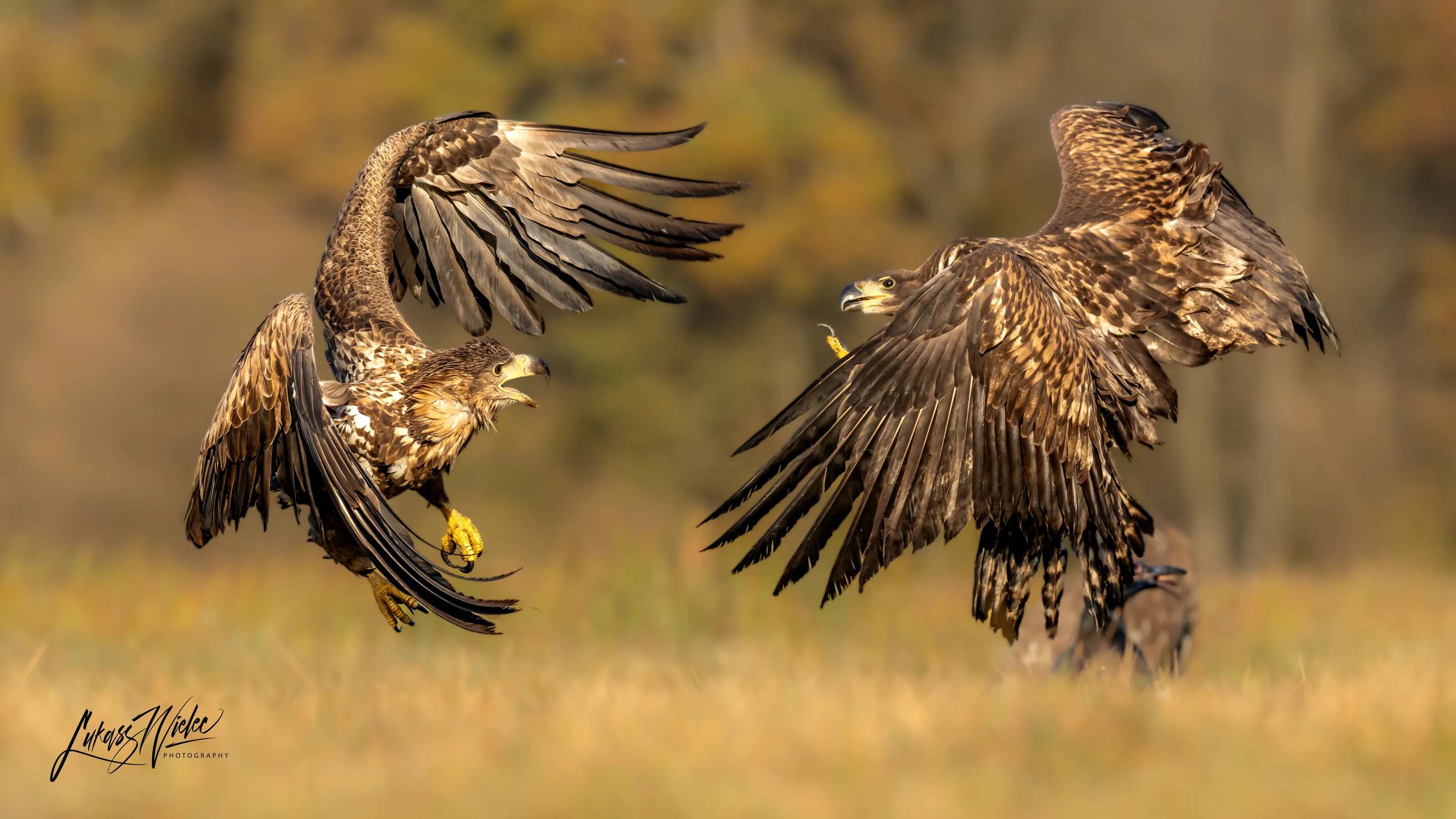Fight in Flight