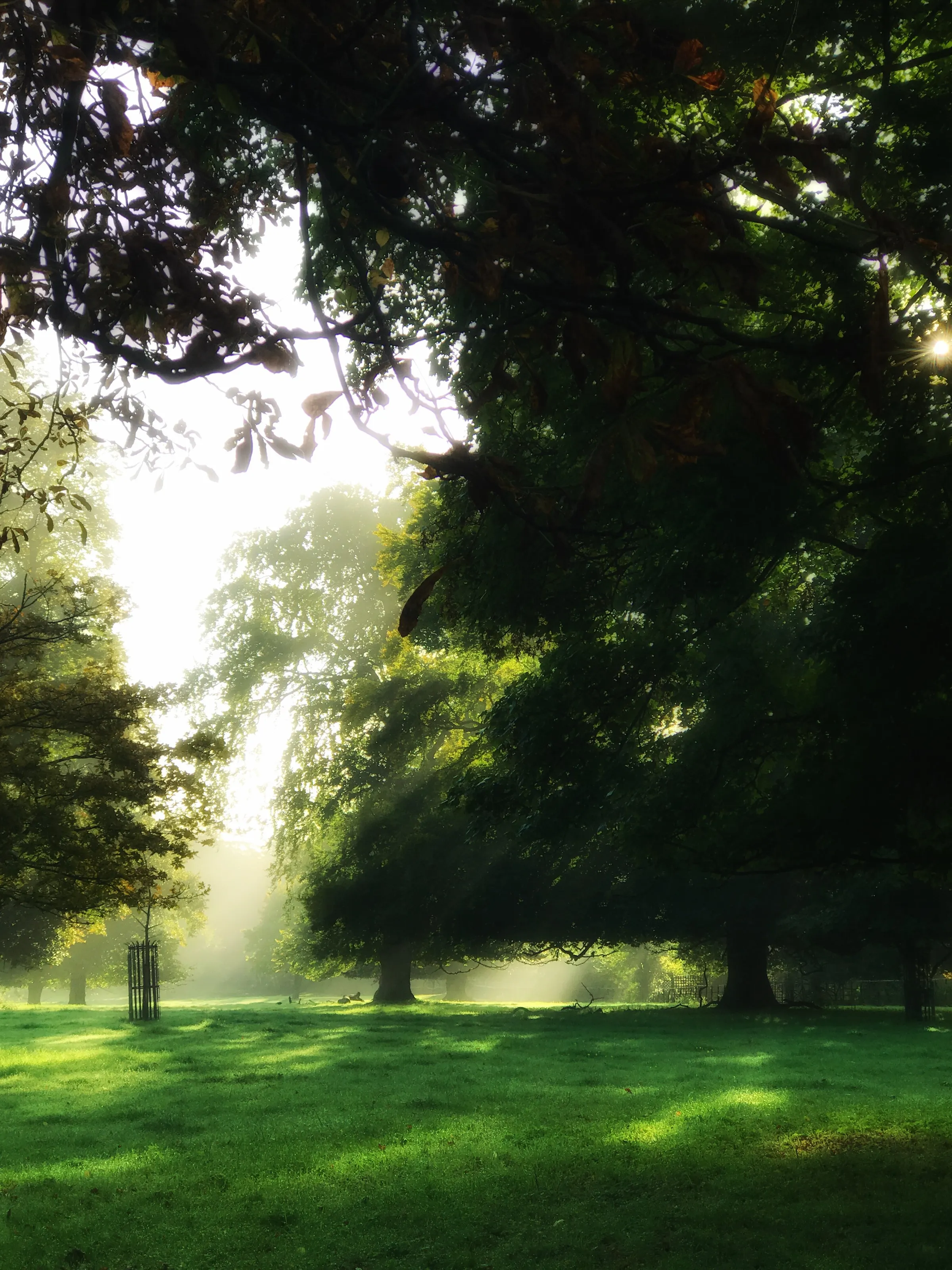 Misty morning view