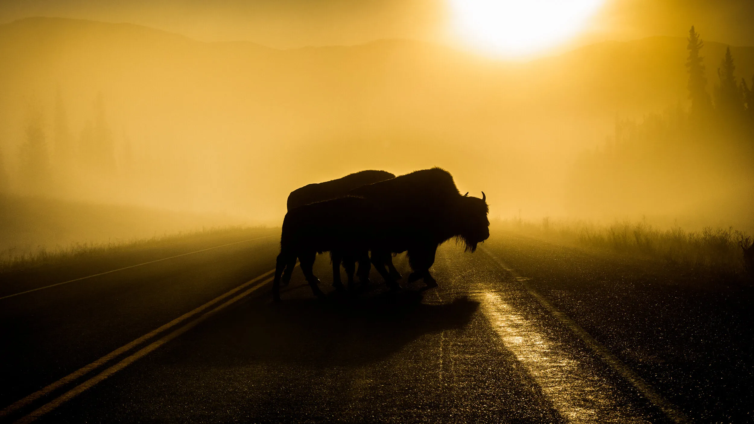 Morning Commuters - Bison Family