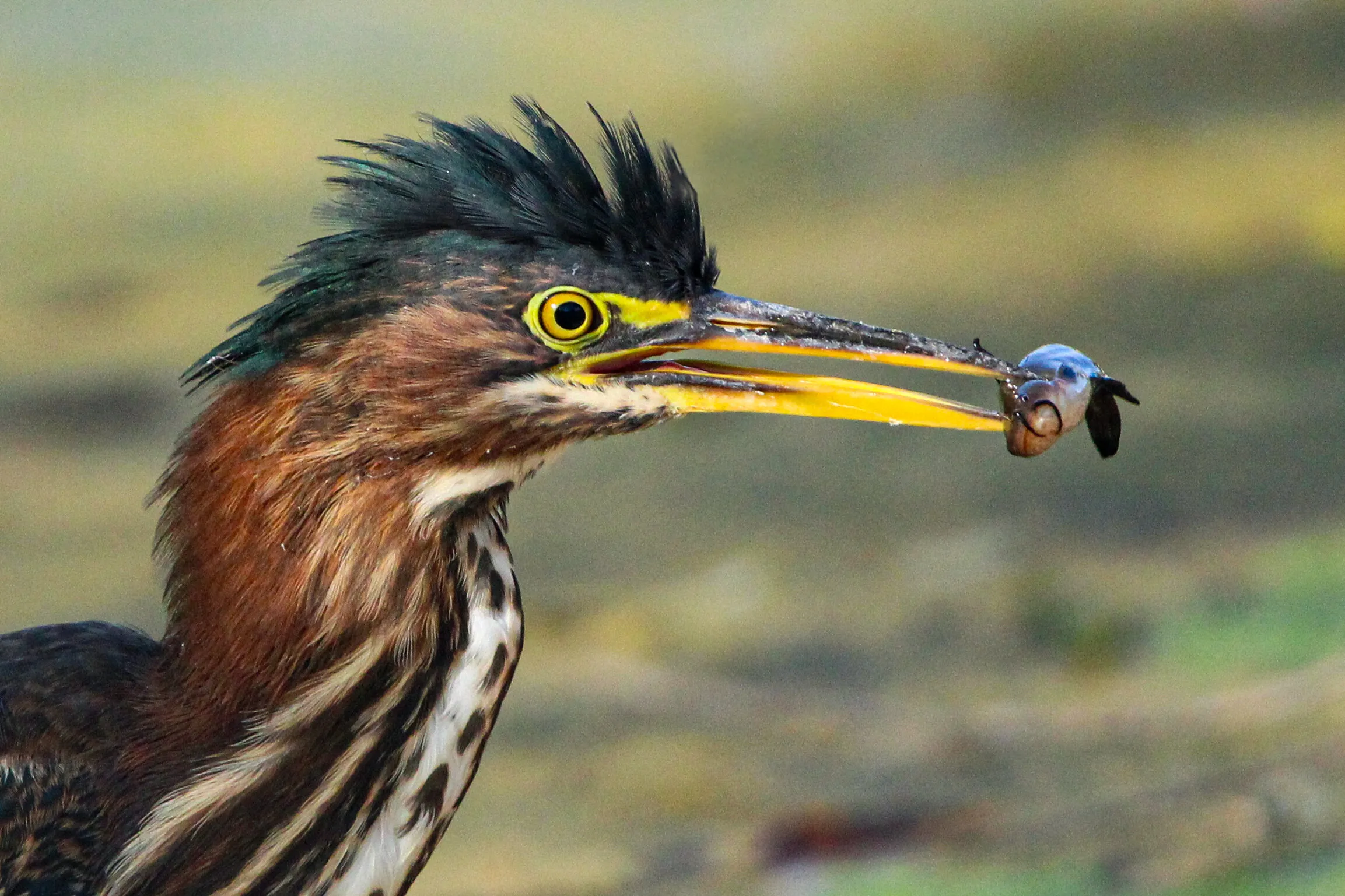 green heron with a fresh catch