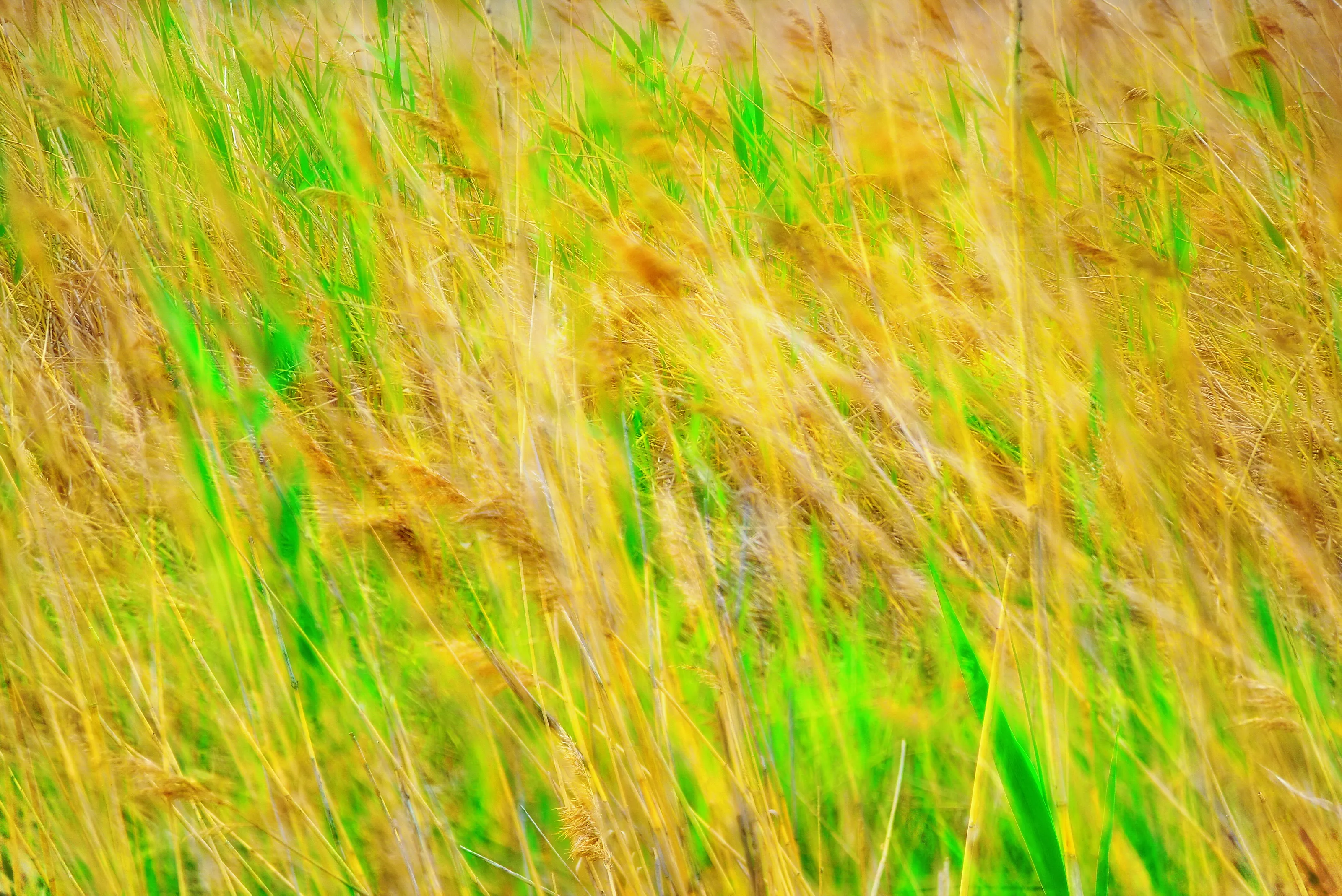 reeds