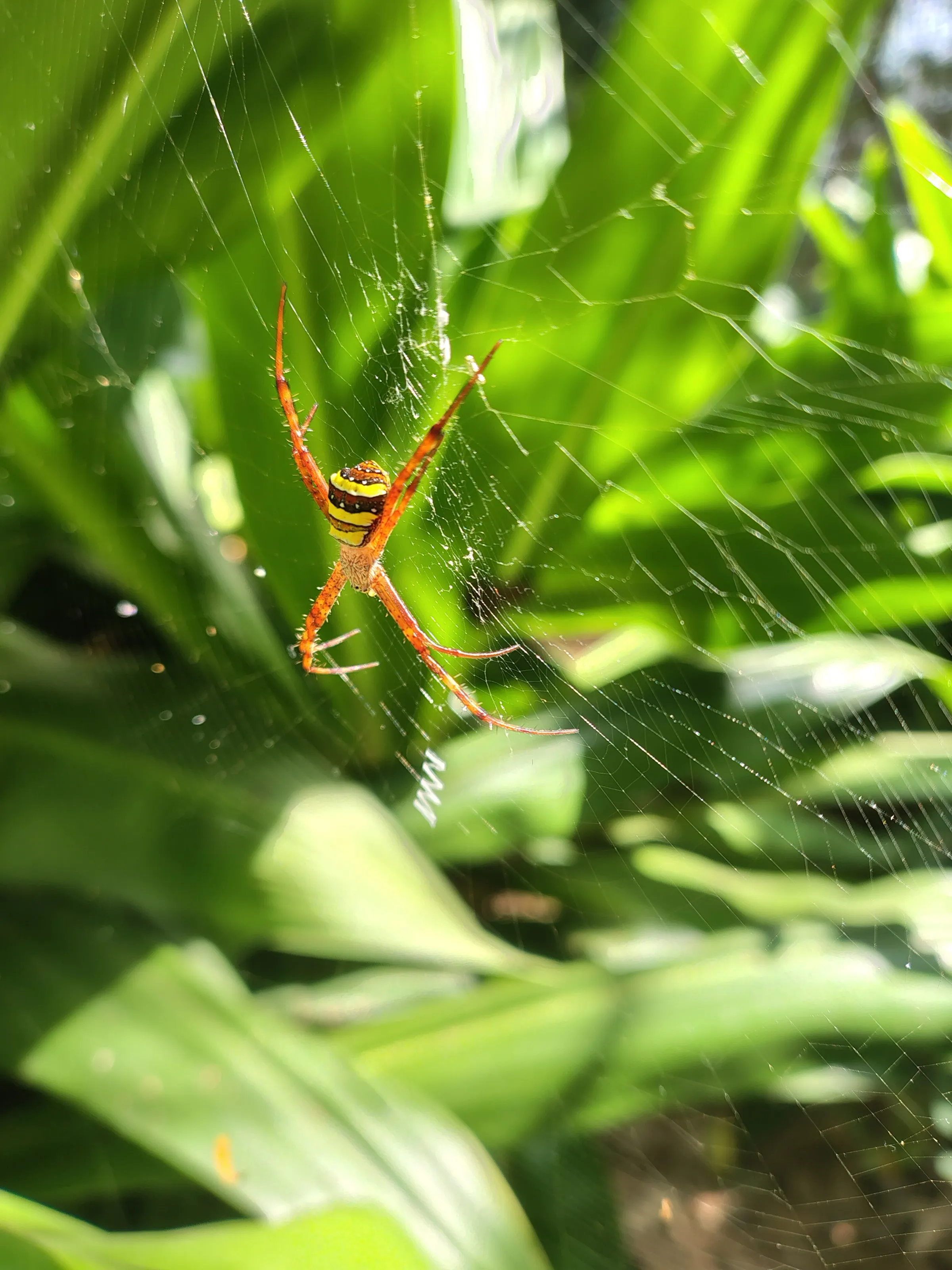 Argiope keyselingi