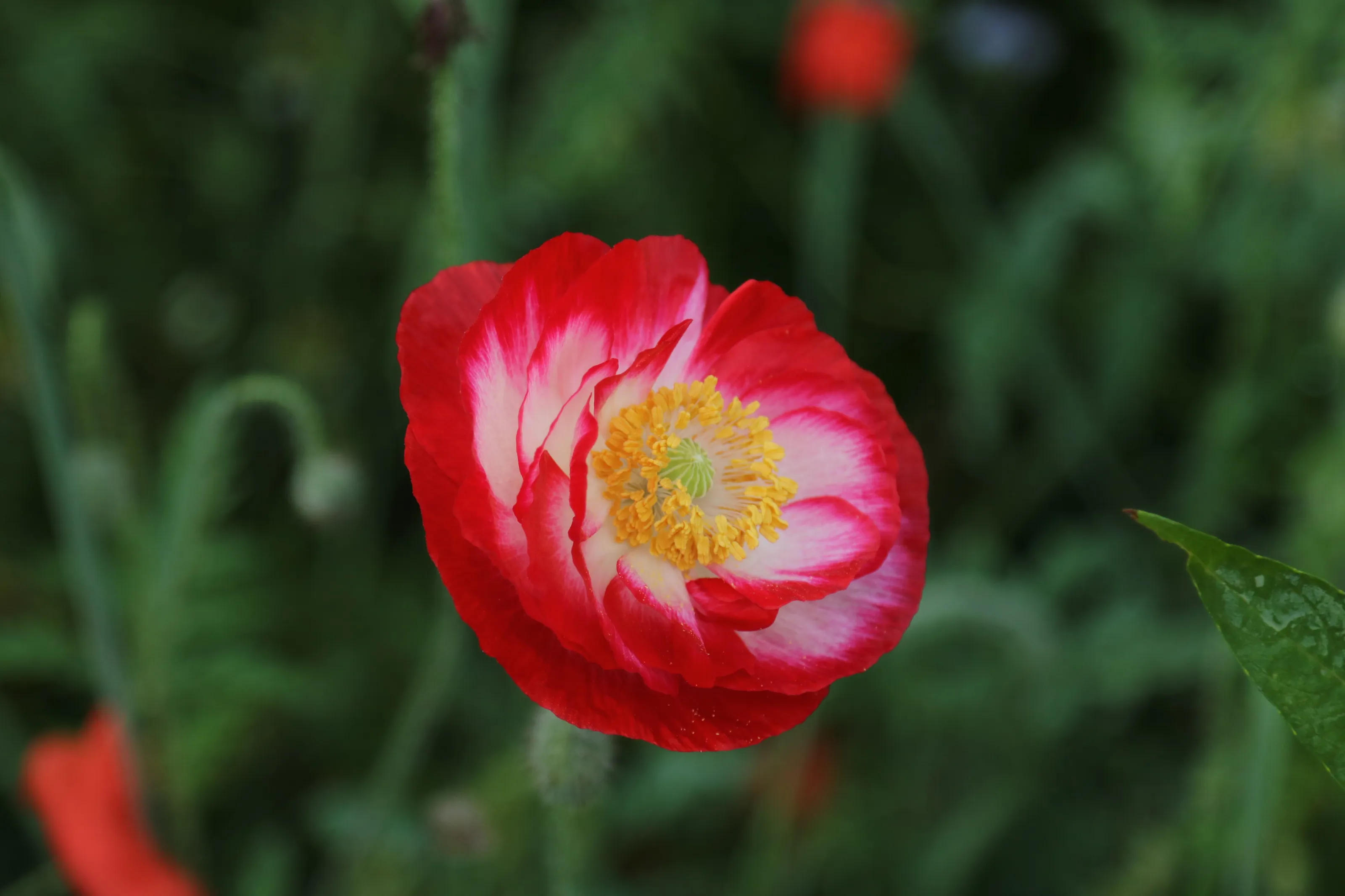 Poppy