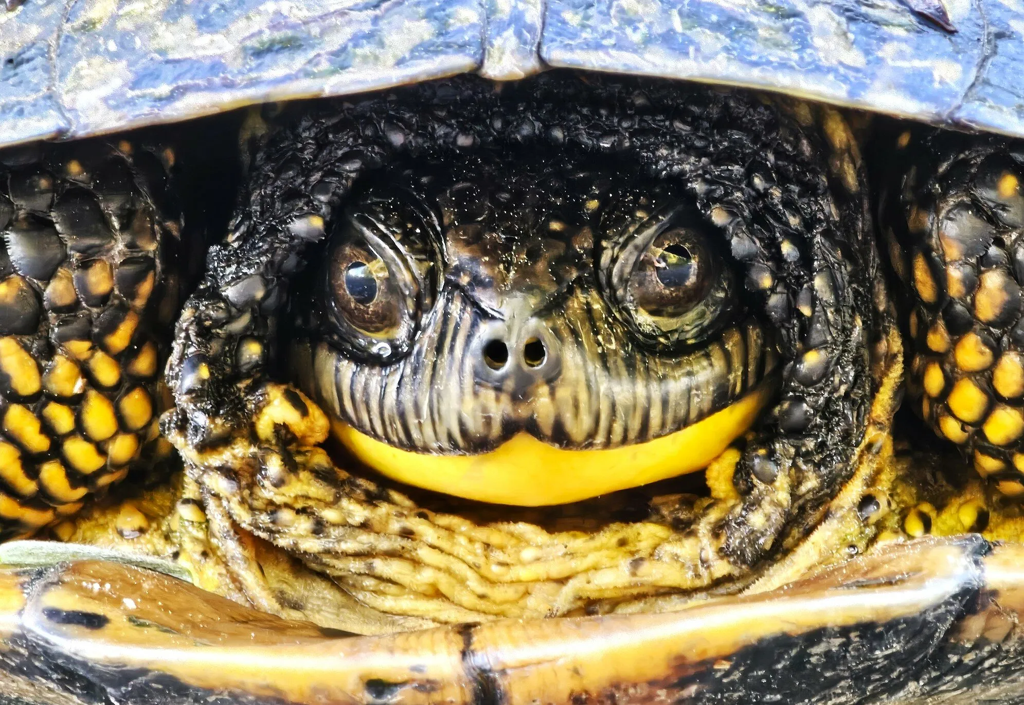 Blanding's Turtle - Mug Shot