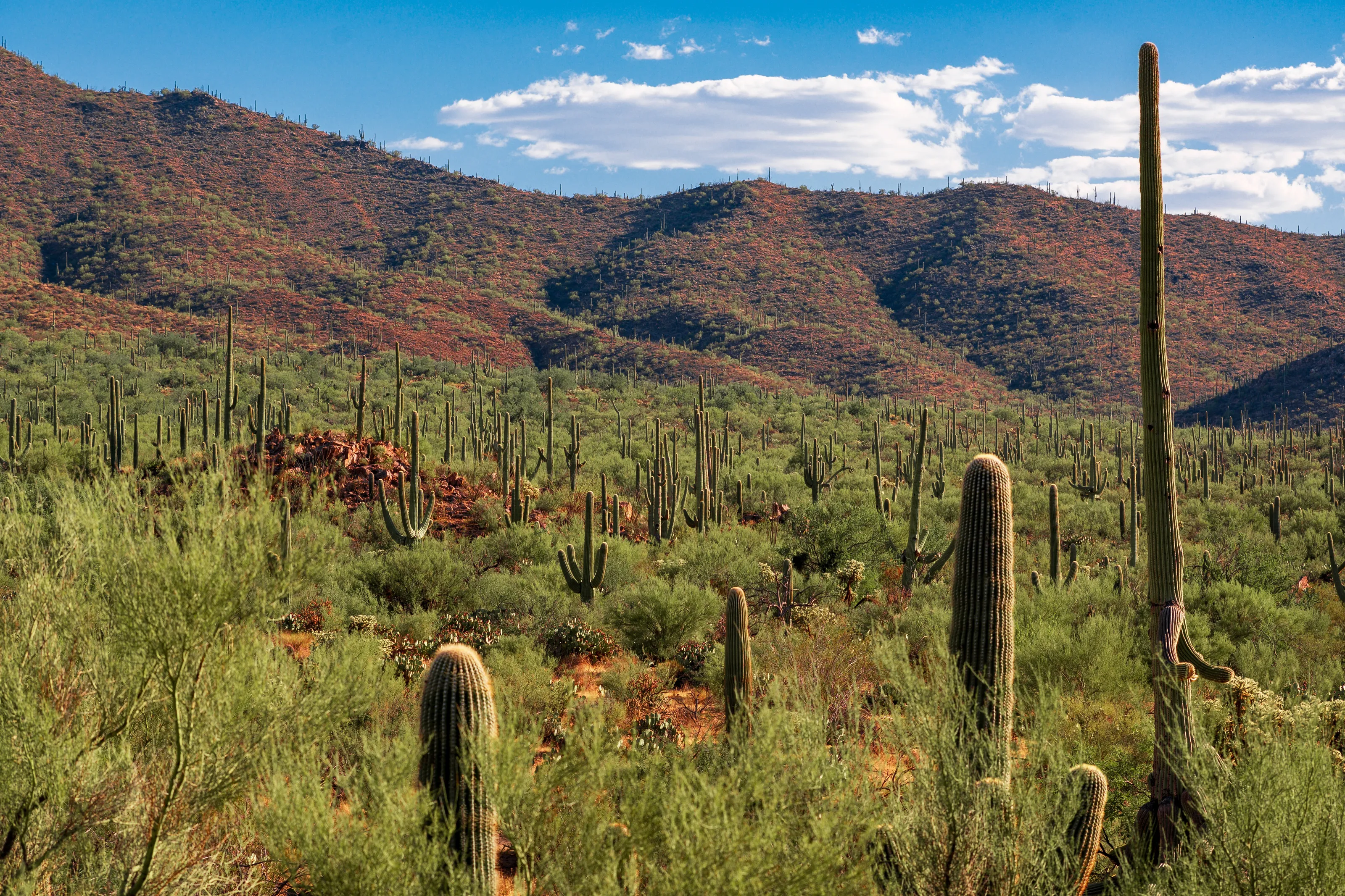 Saguaros
