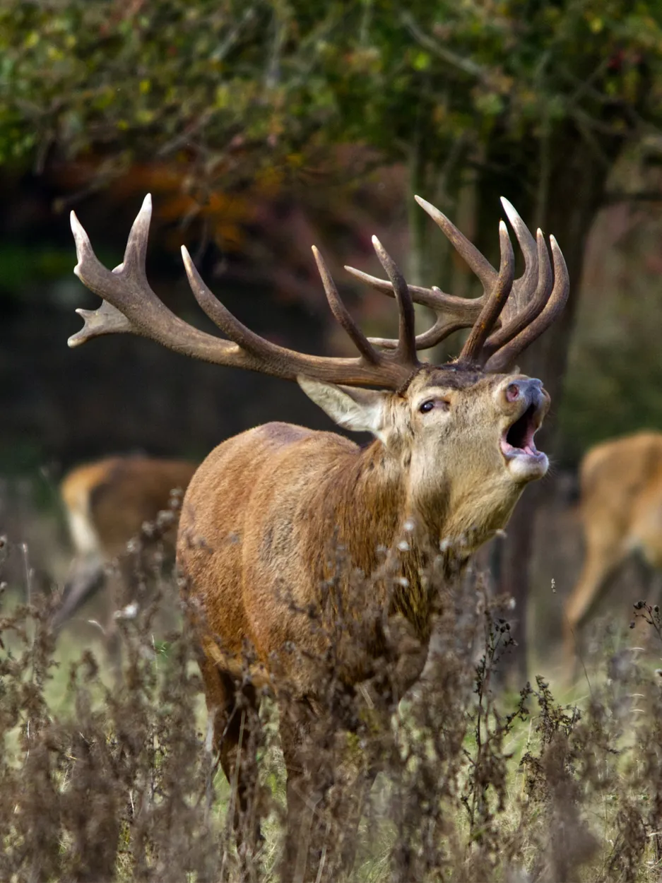 Entry 26724102