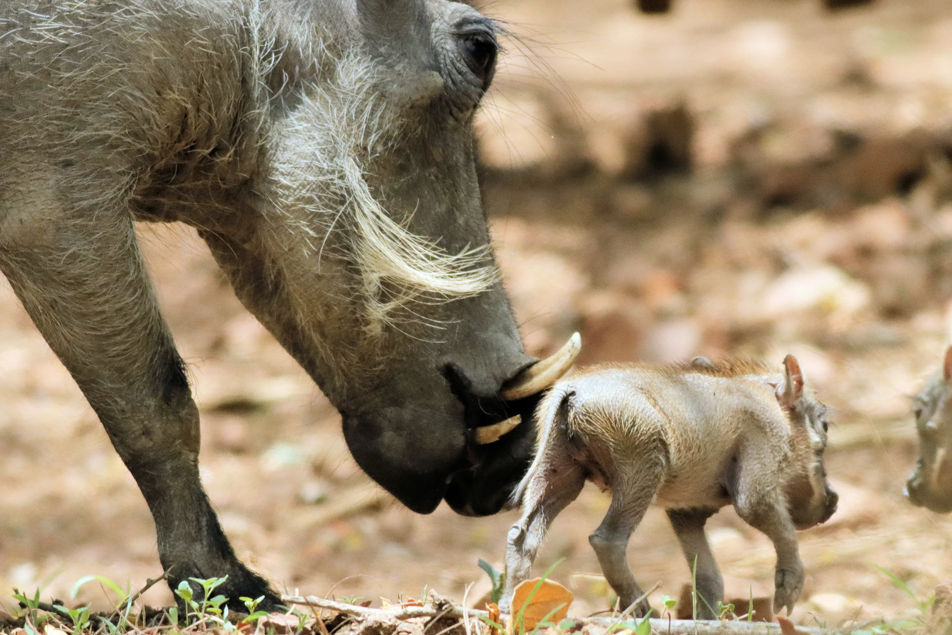 New Generation Warthogs