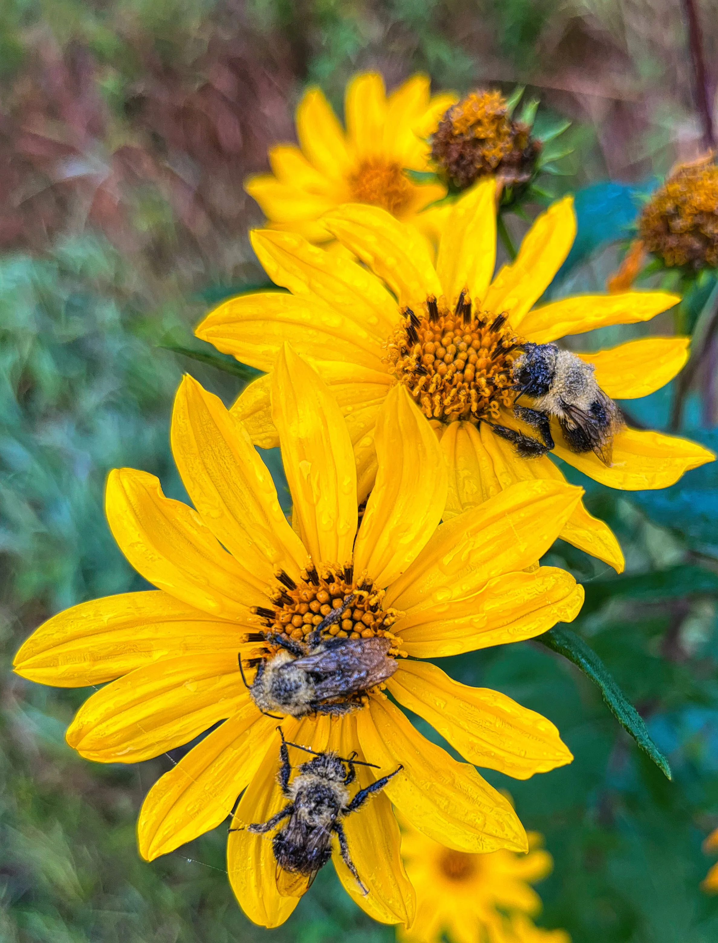 Frozen Bees