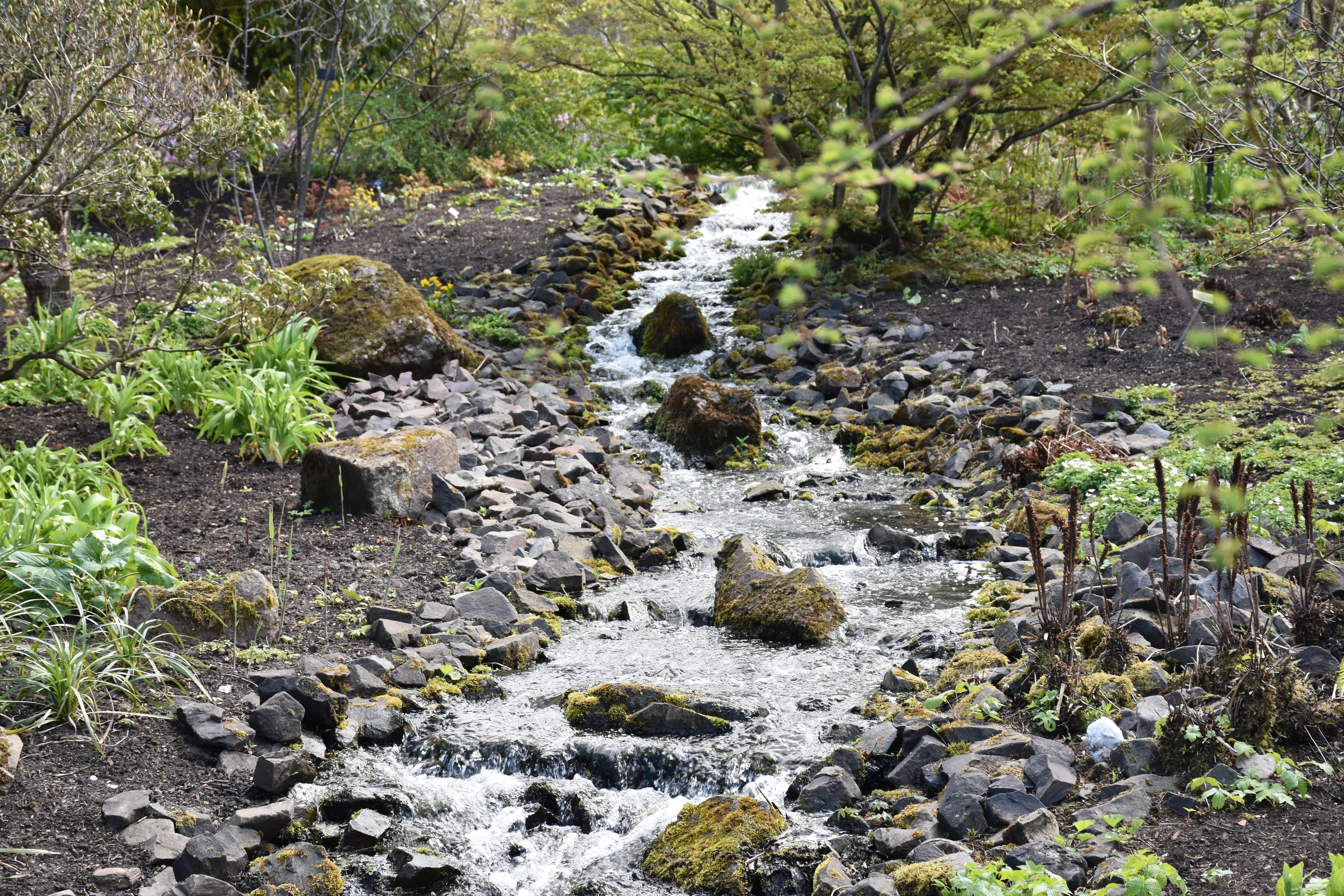 Small Stream In Edinborough