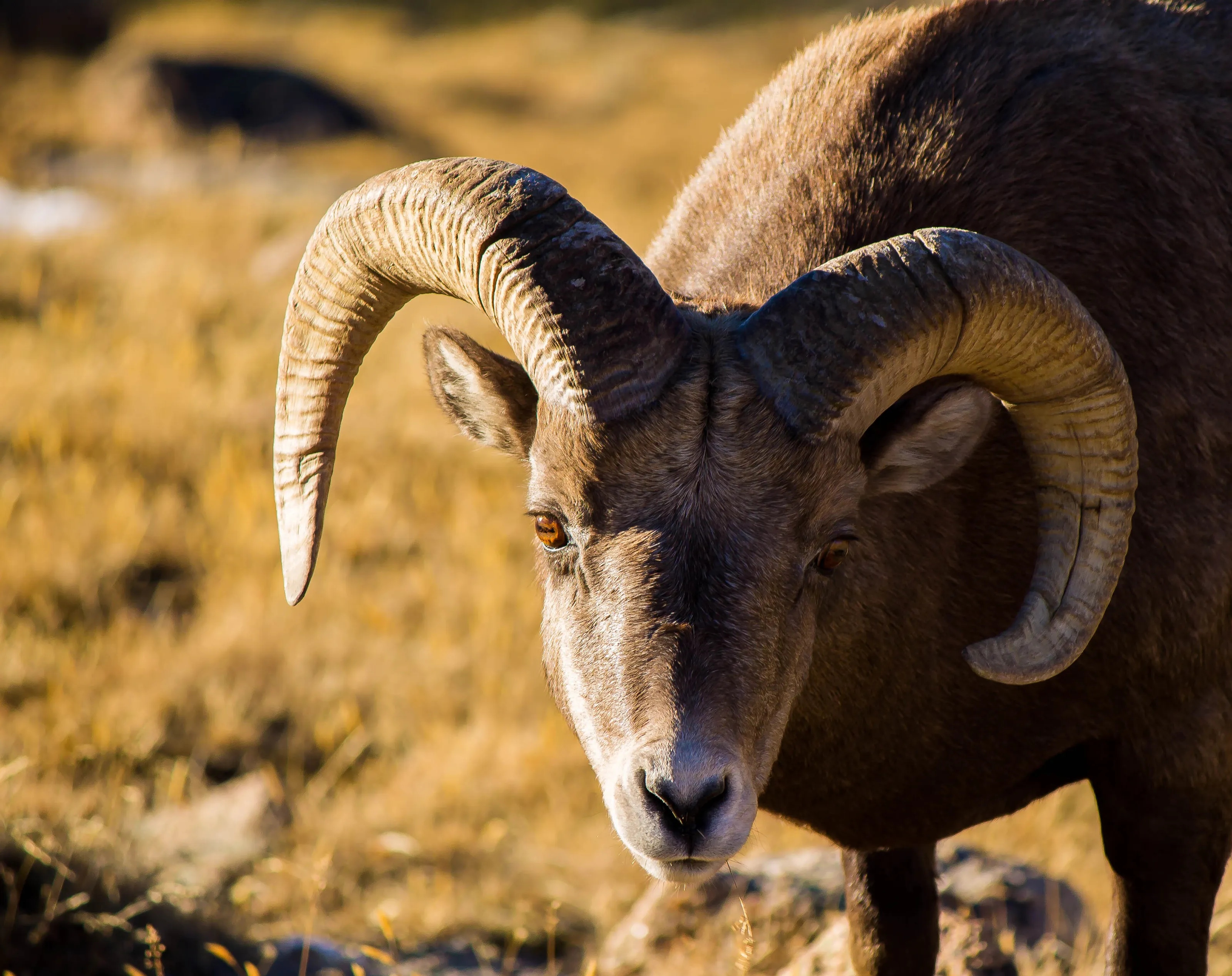 bighorn sheep stare