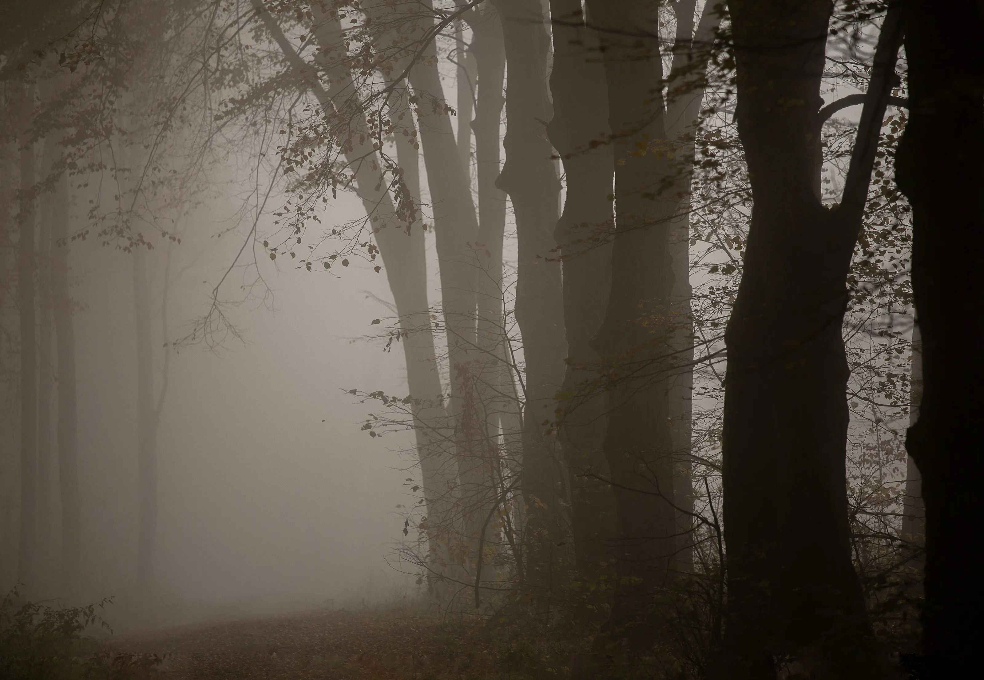 Towards the light