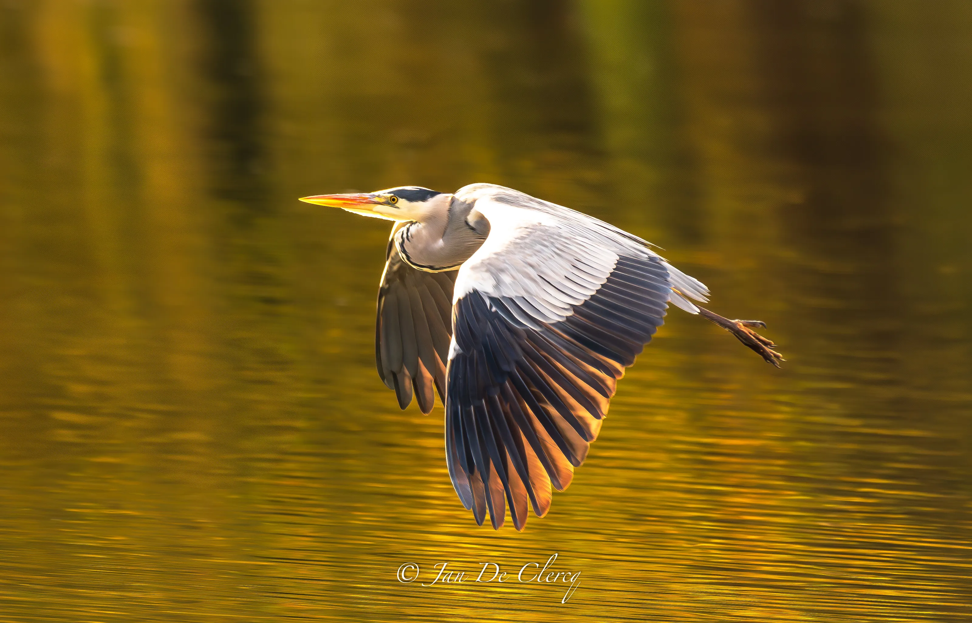 Flying heron