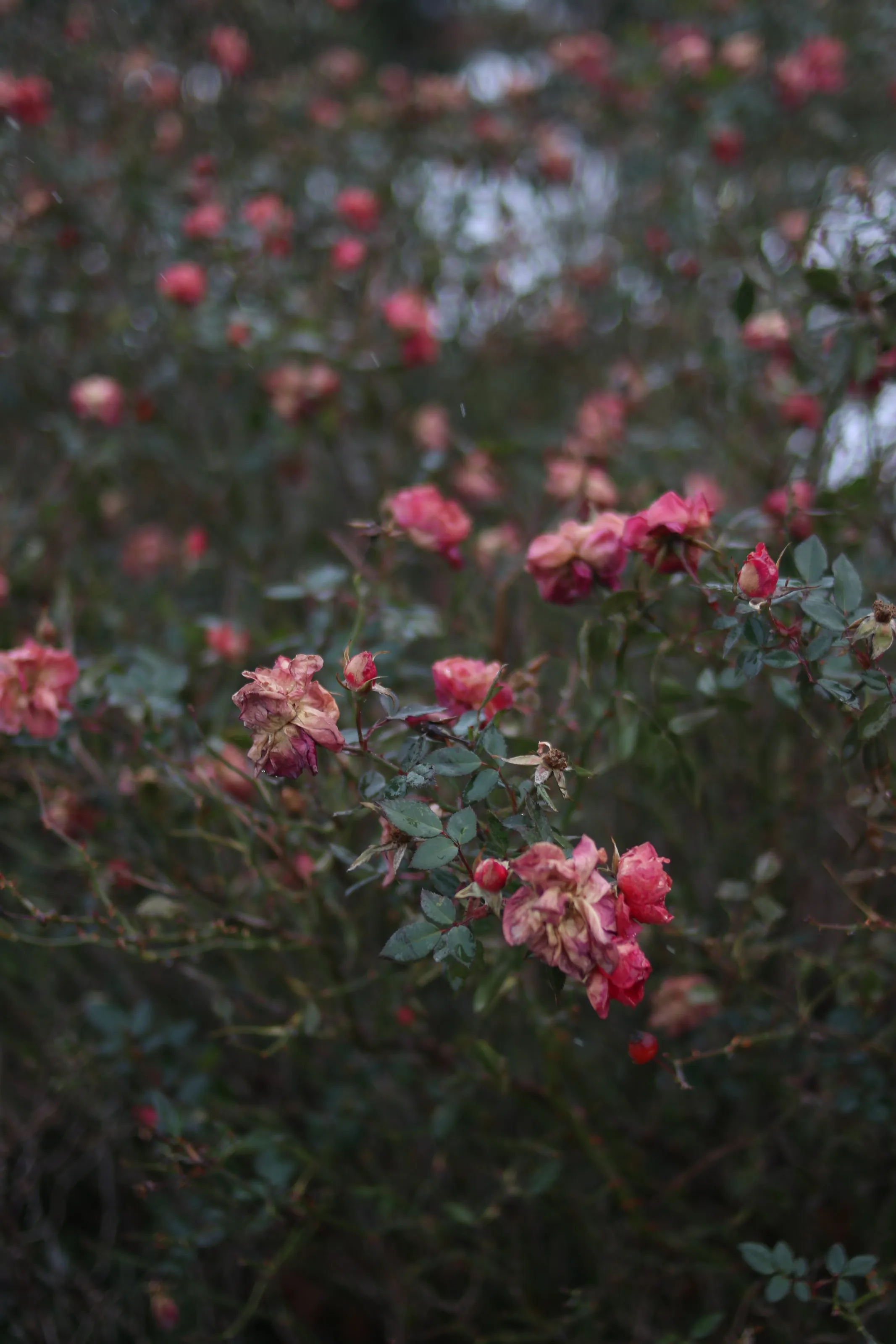 autumn roses