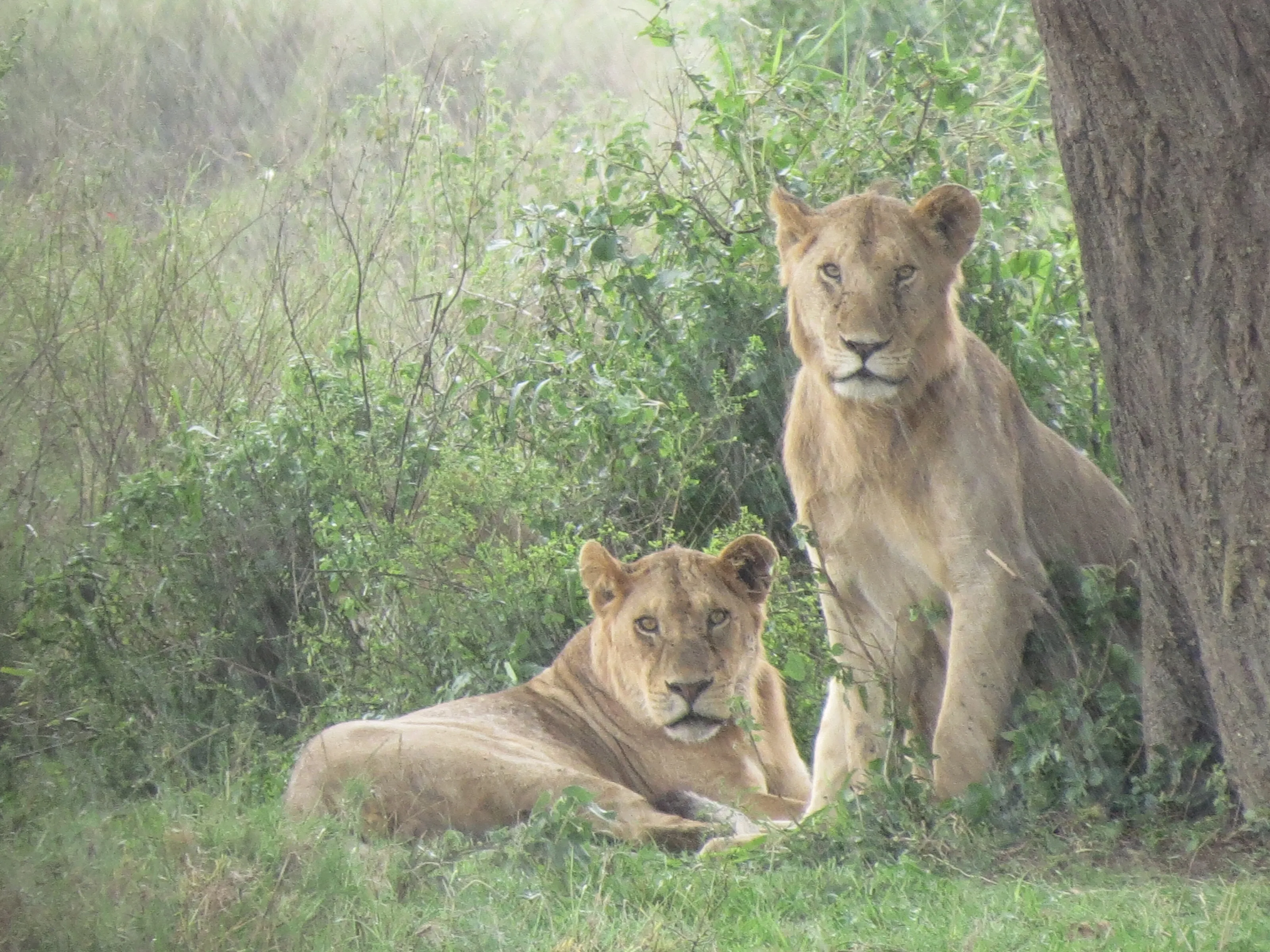 Lions of the Serengeti