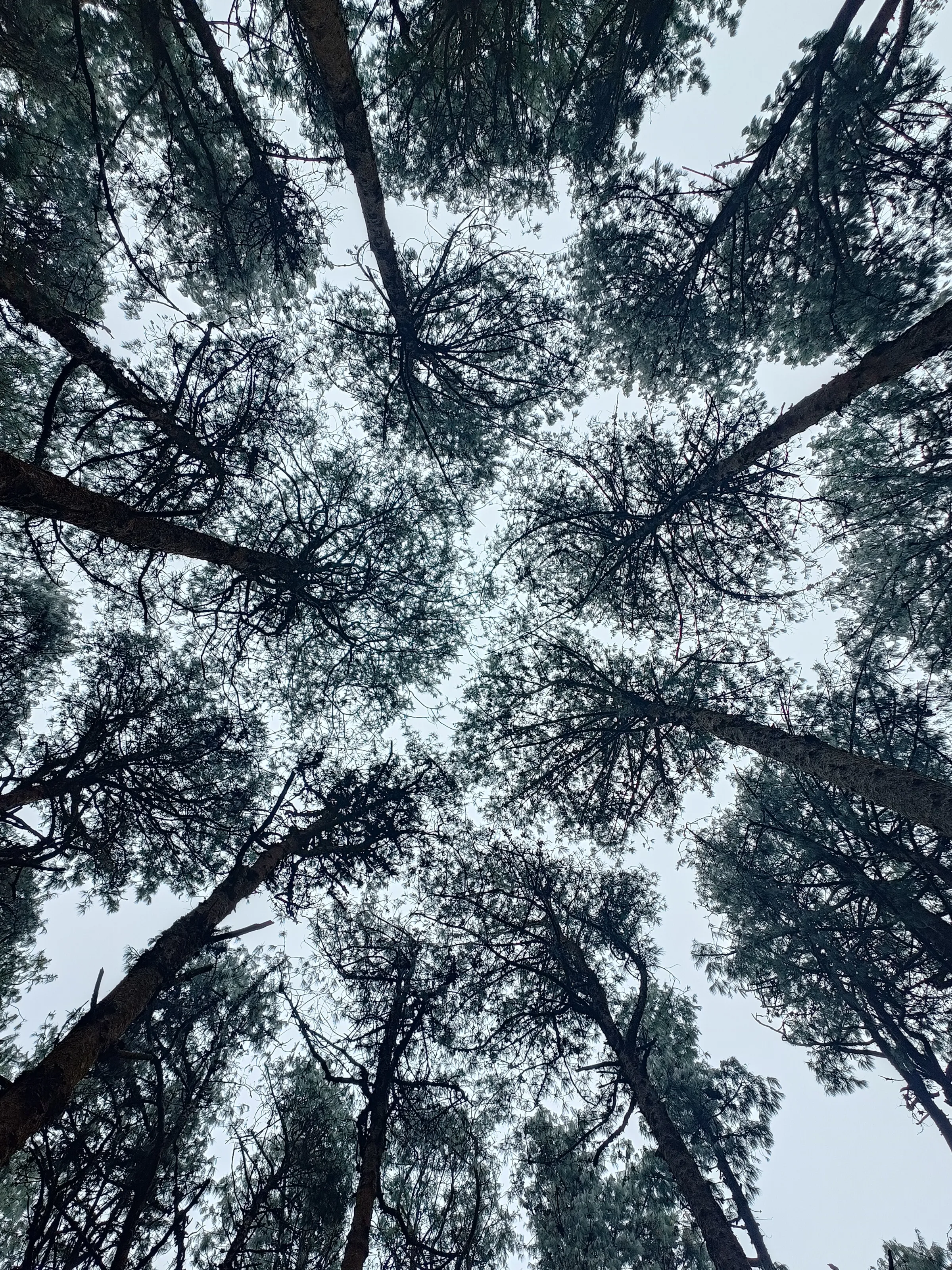 The pine trees of Kodai