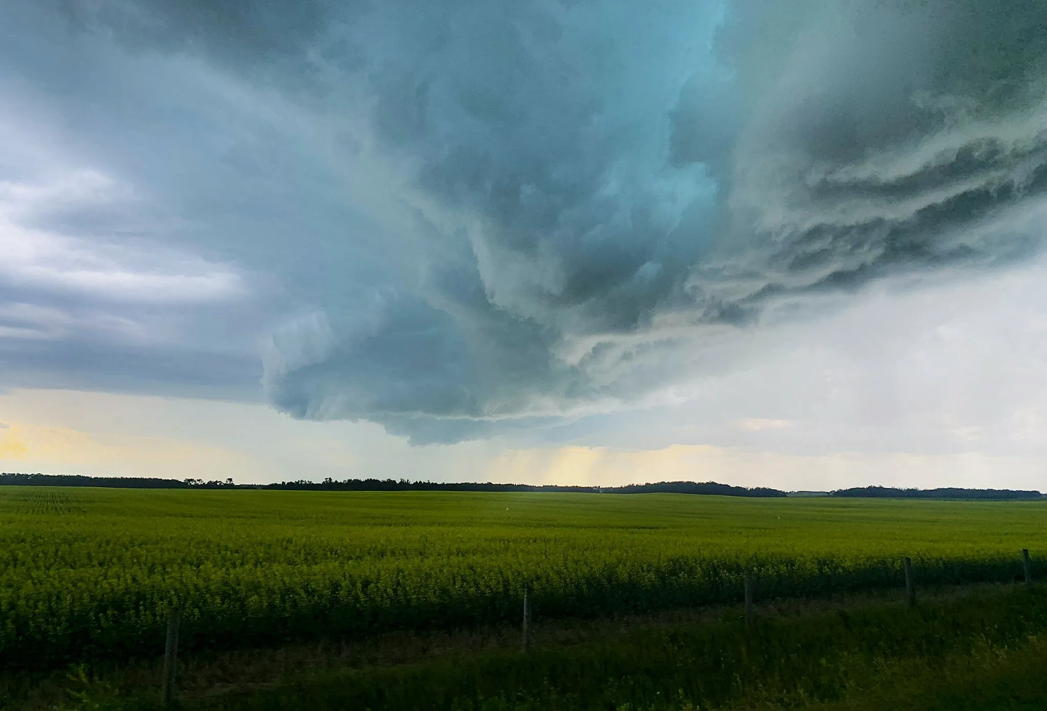 Canola Storm