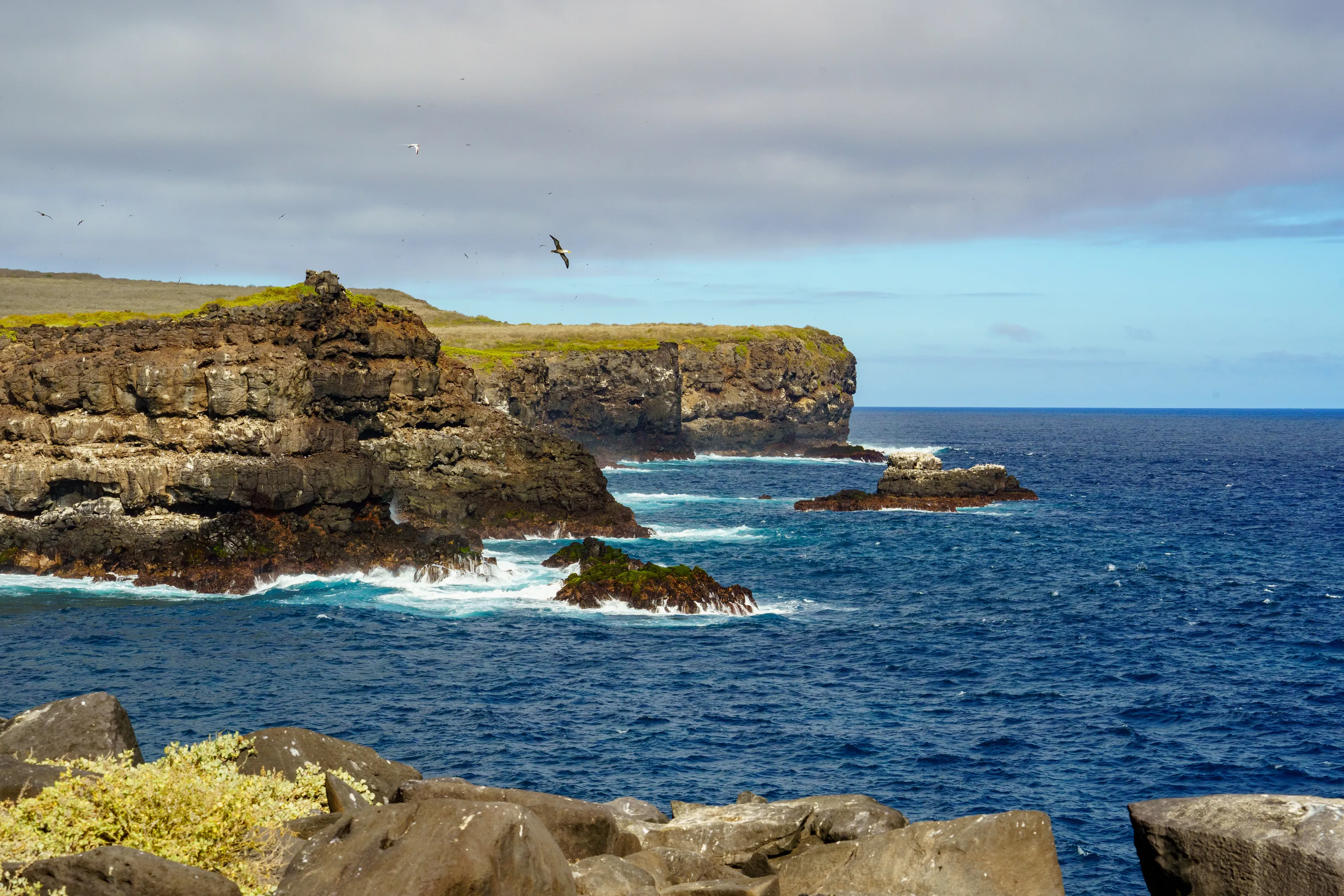 Waved Albatross breeding season over Espanola Island