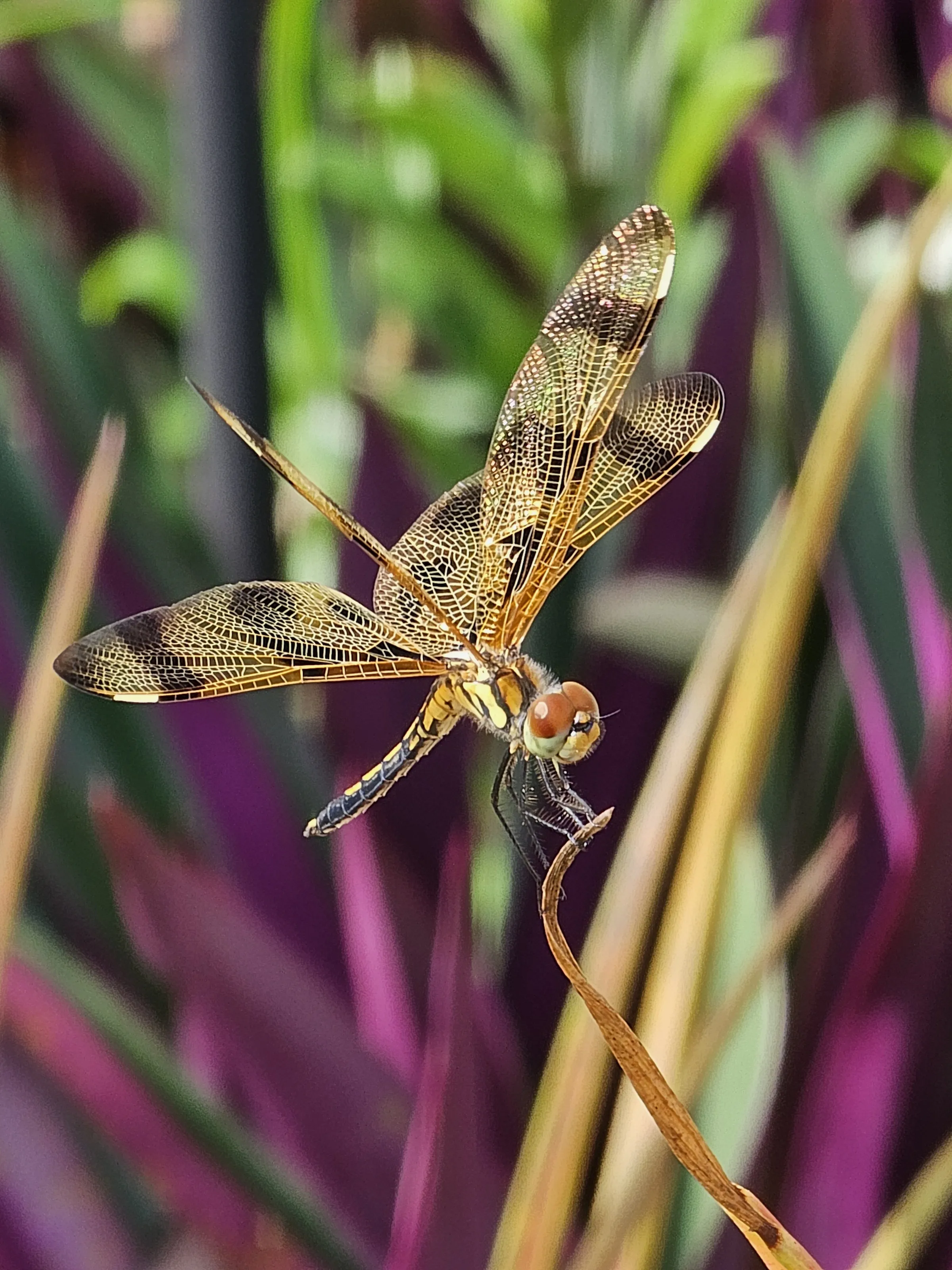 Dragonfly