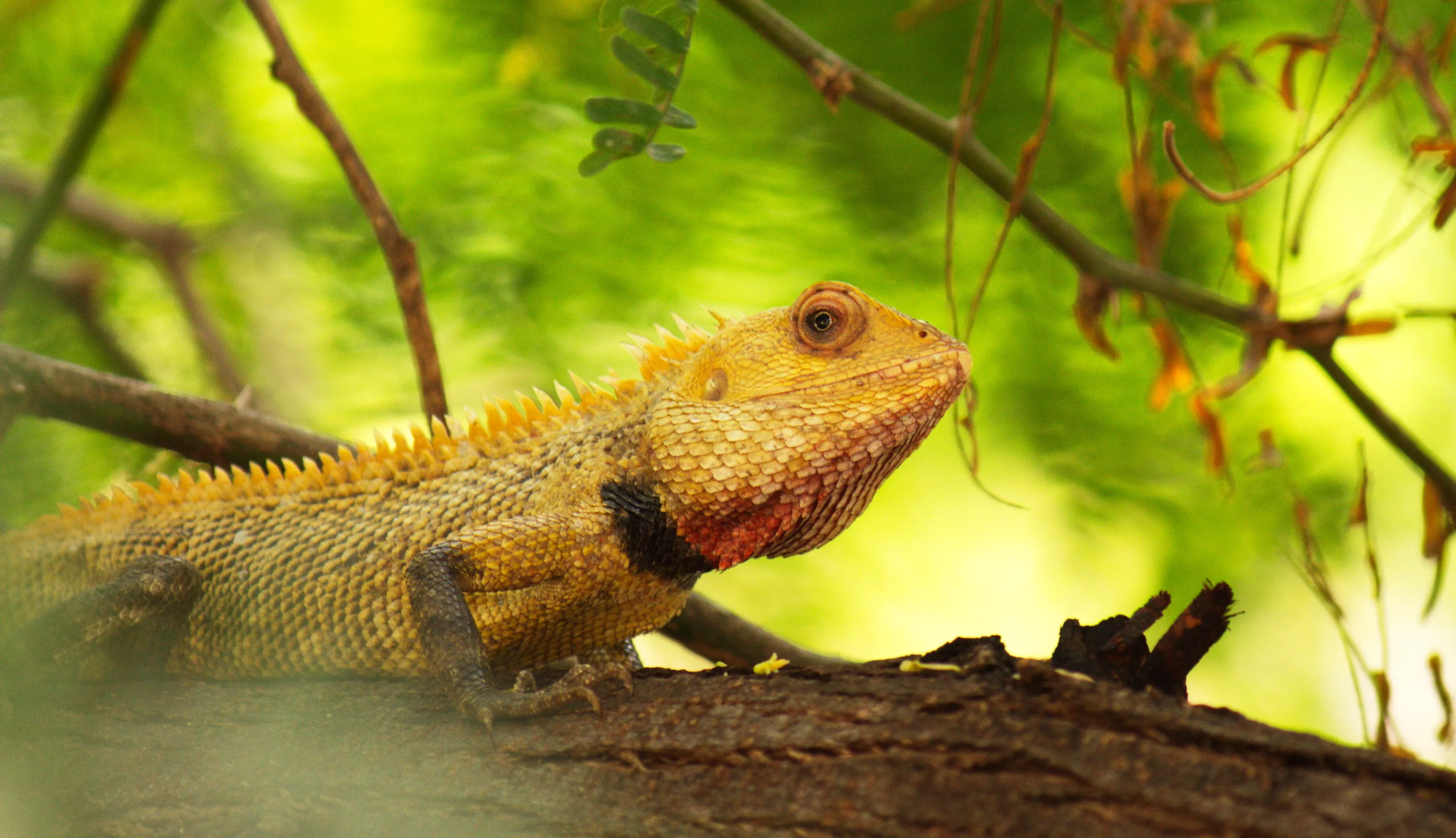 lizard.