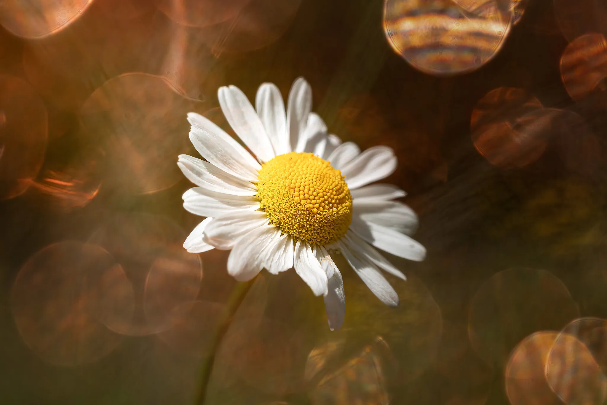 Gänseblümchen mit Bokeh