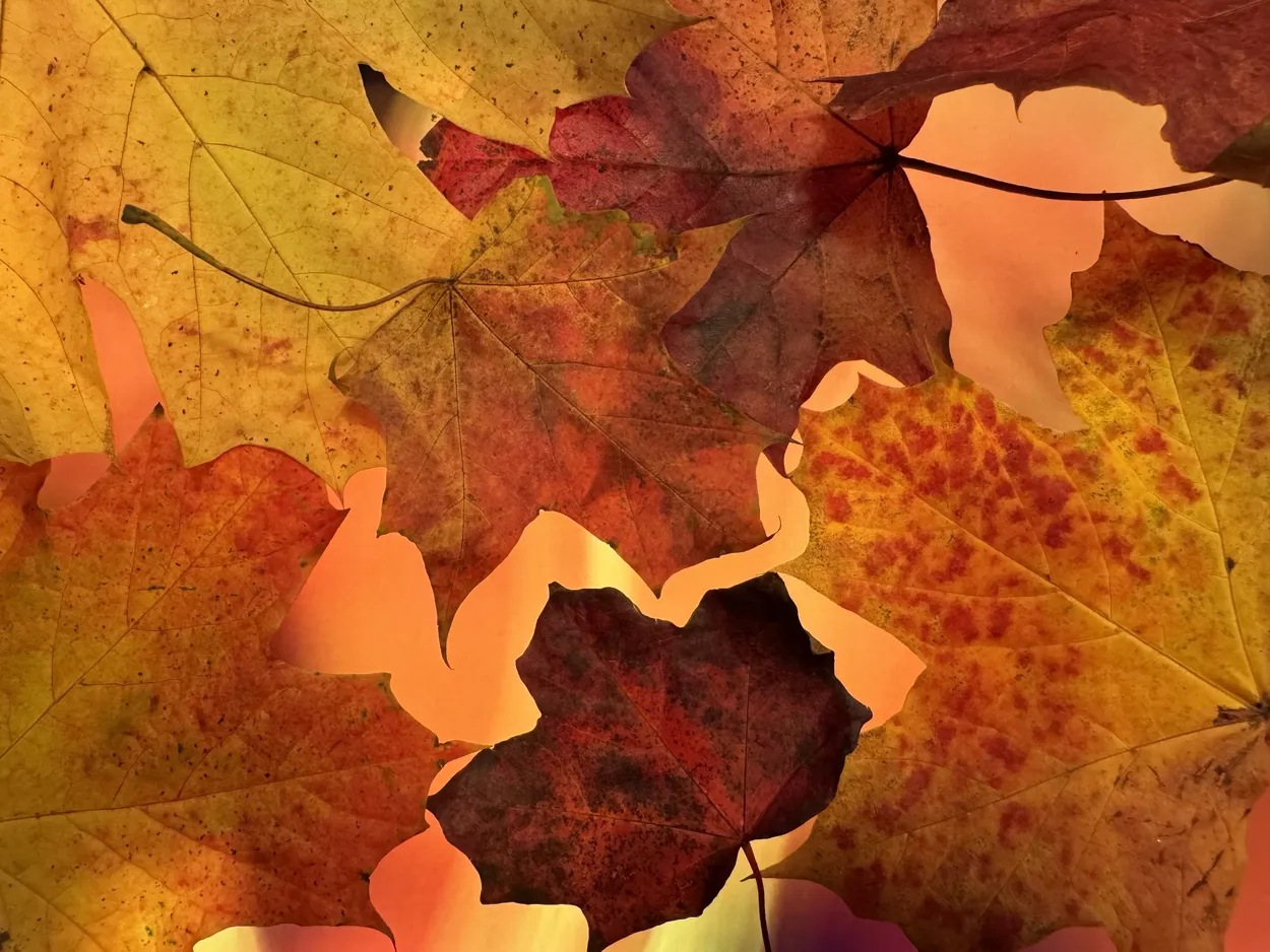 Fallen leaves 2024