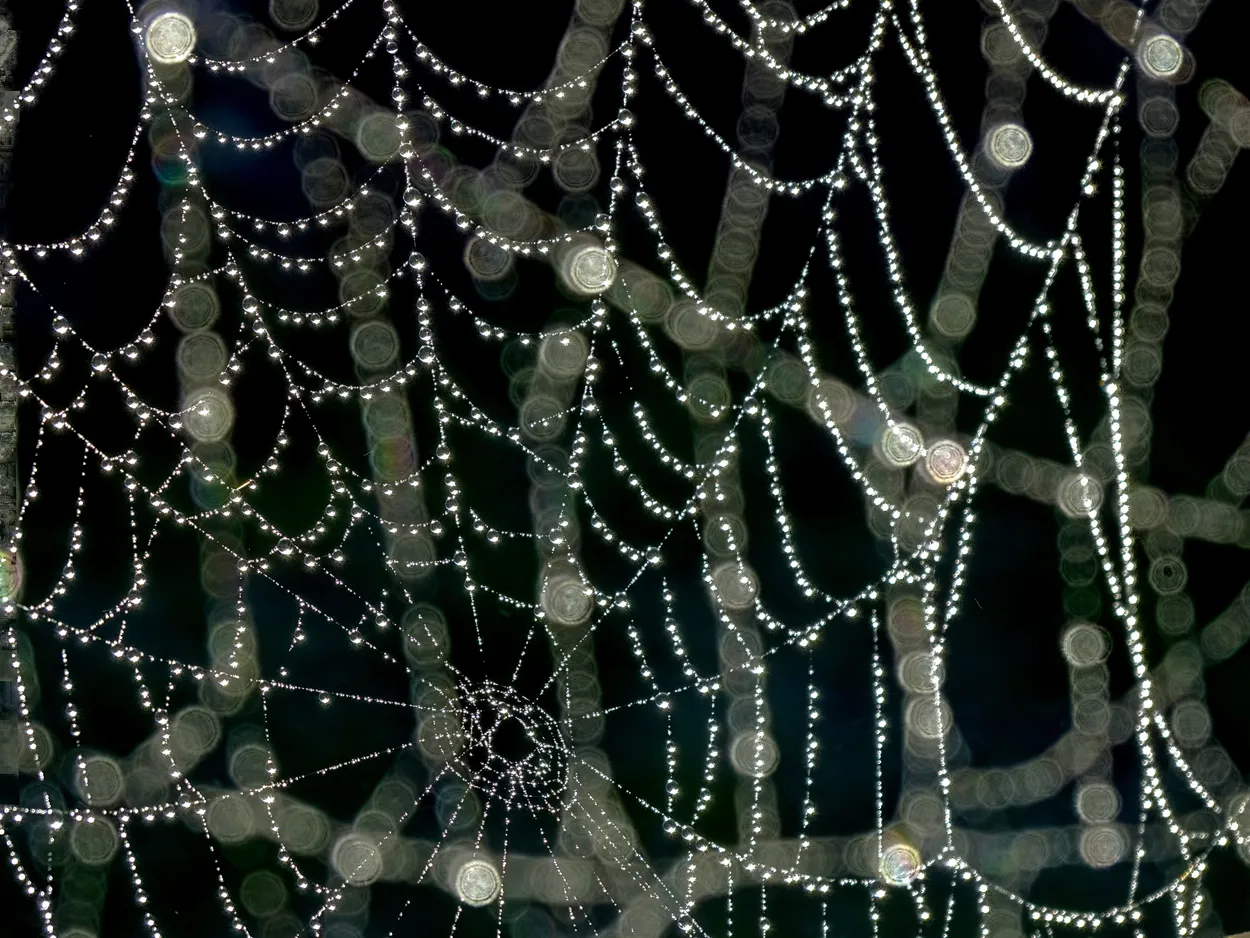 Double spider web