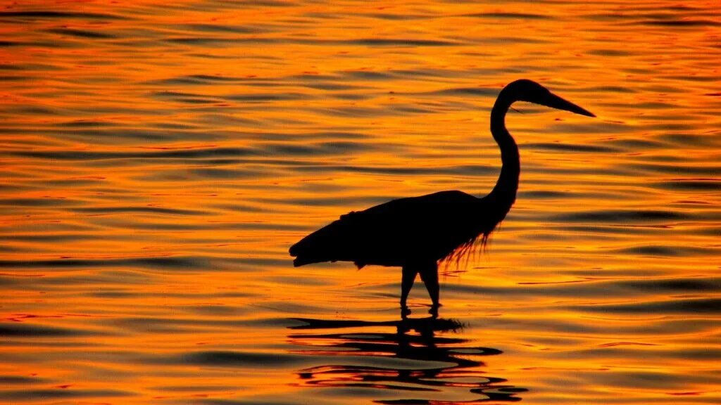 Bird in the sunset