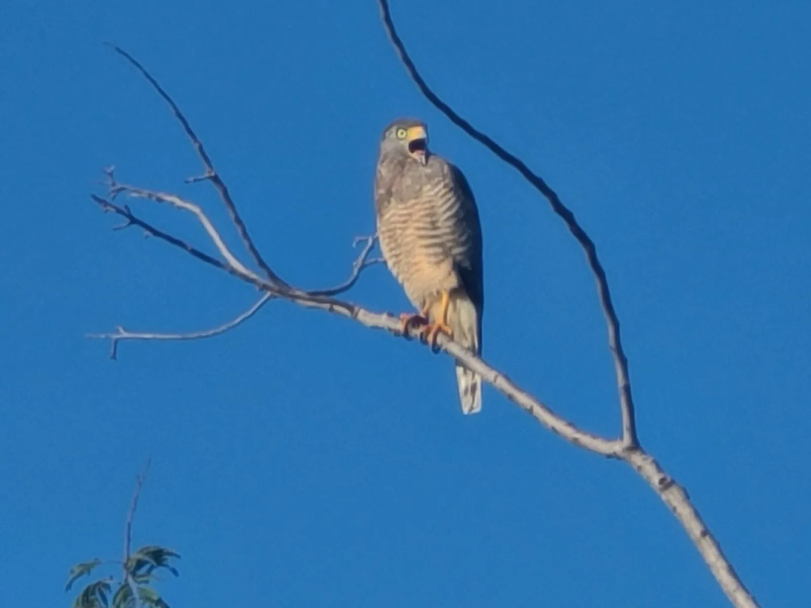 Roadside Hawk