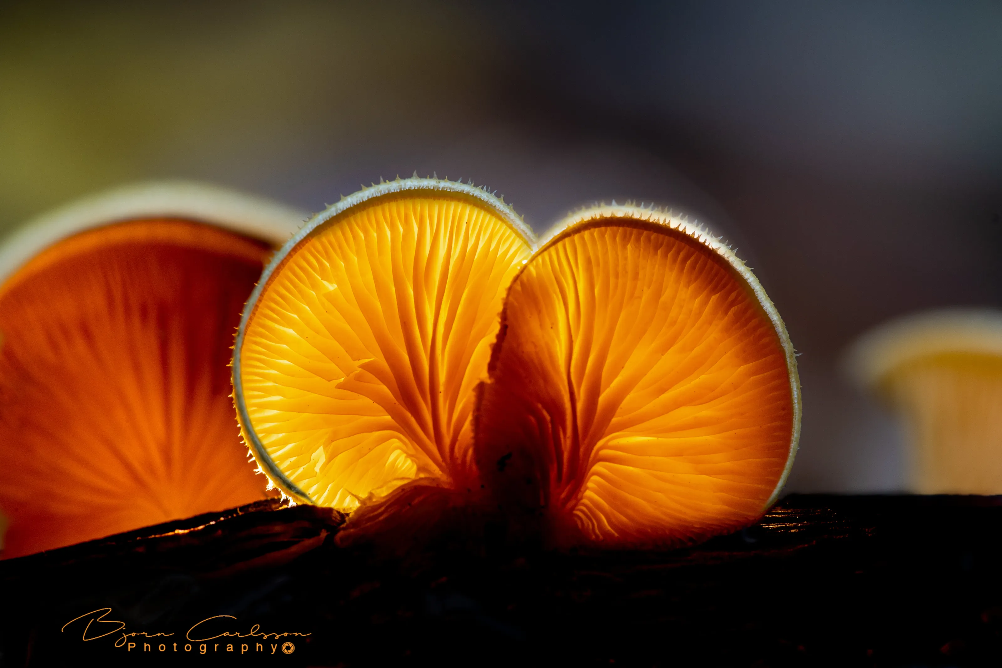 Glowing mushroom